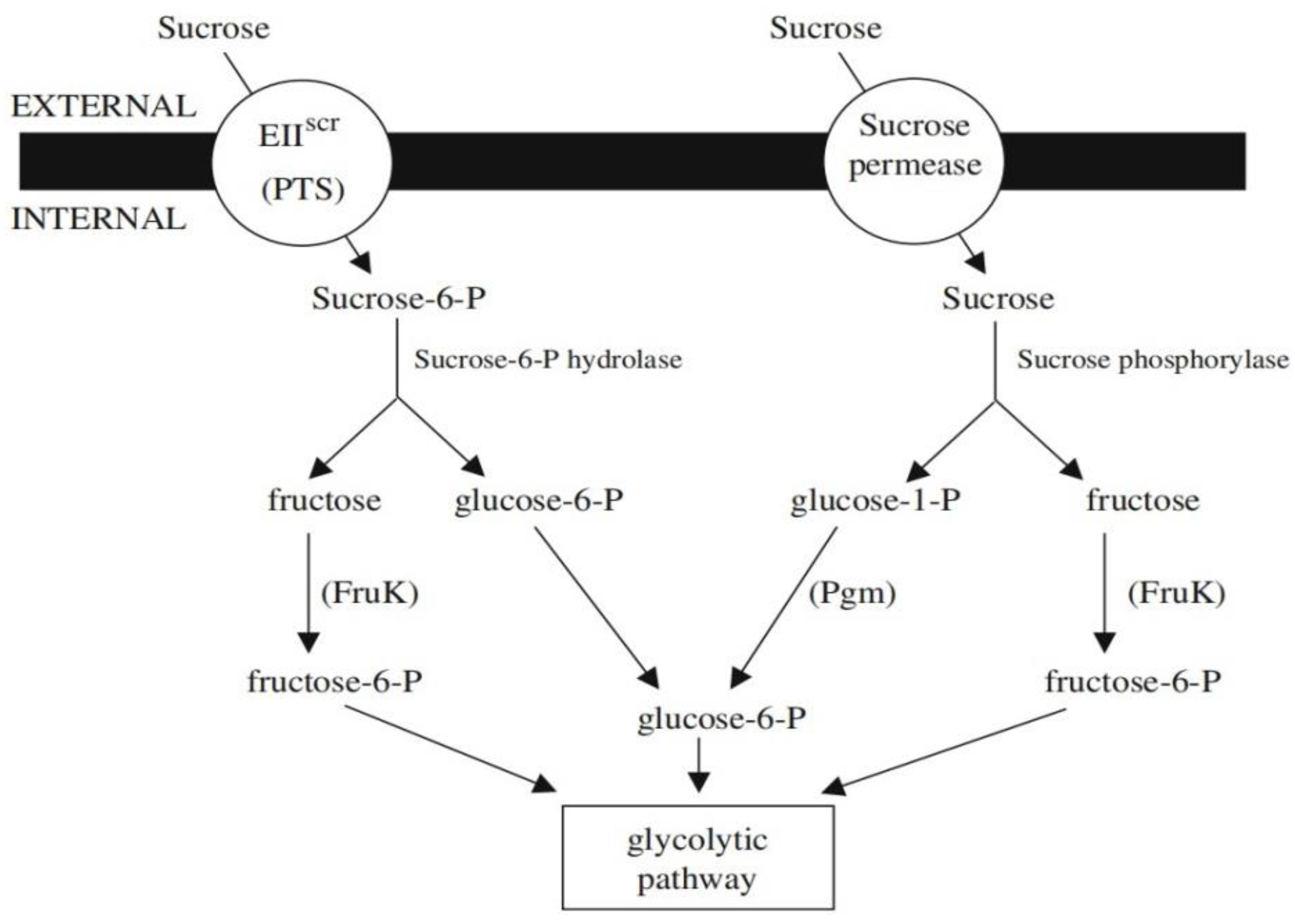 Nutrients 14 03457 g005