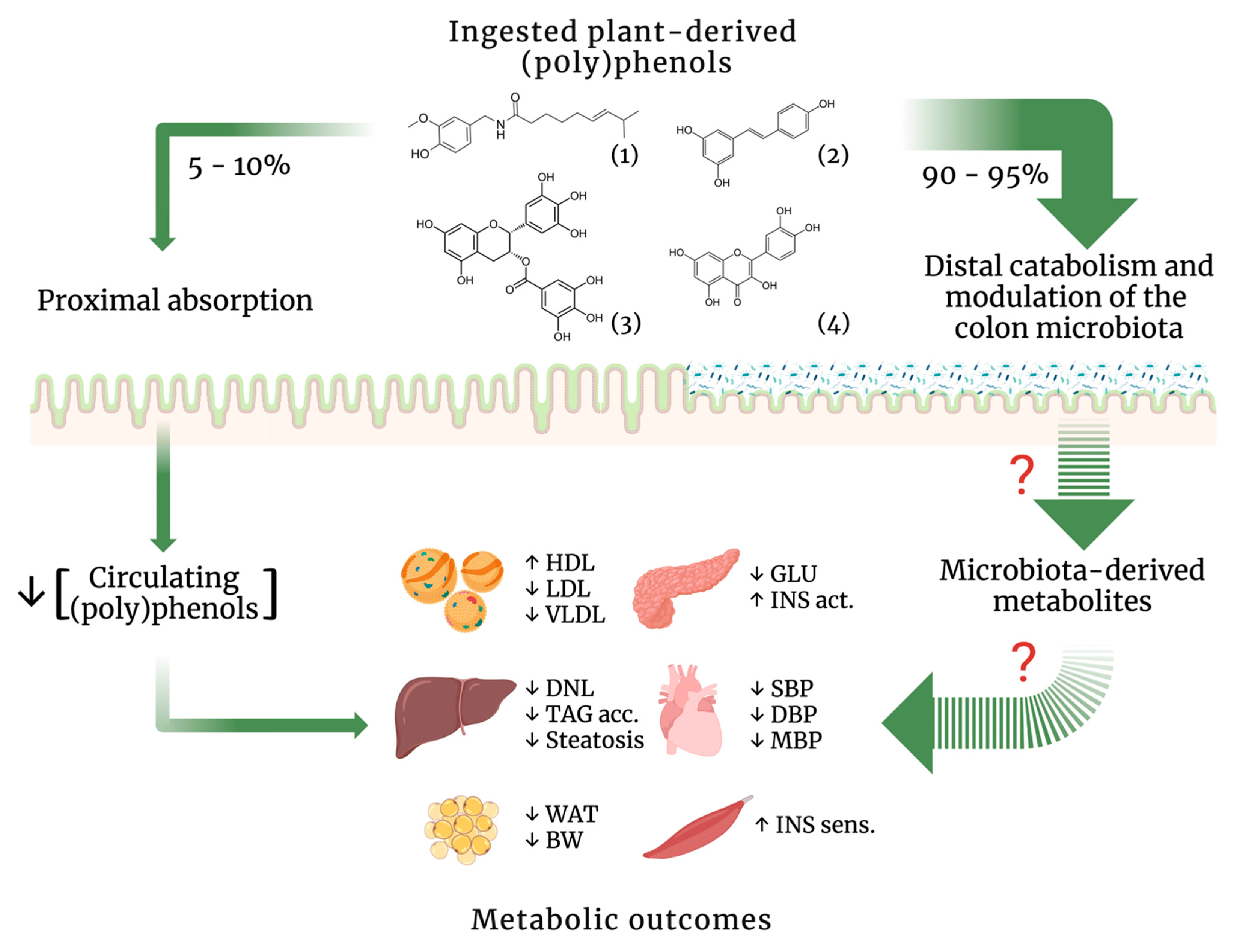 Nutrients 14 03510 g001 Nutrients 14 03510 g001