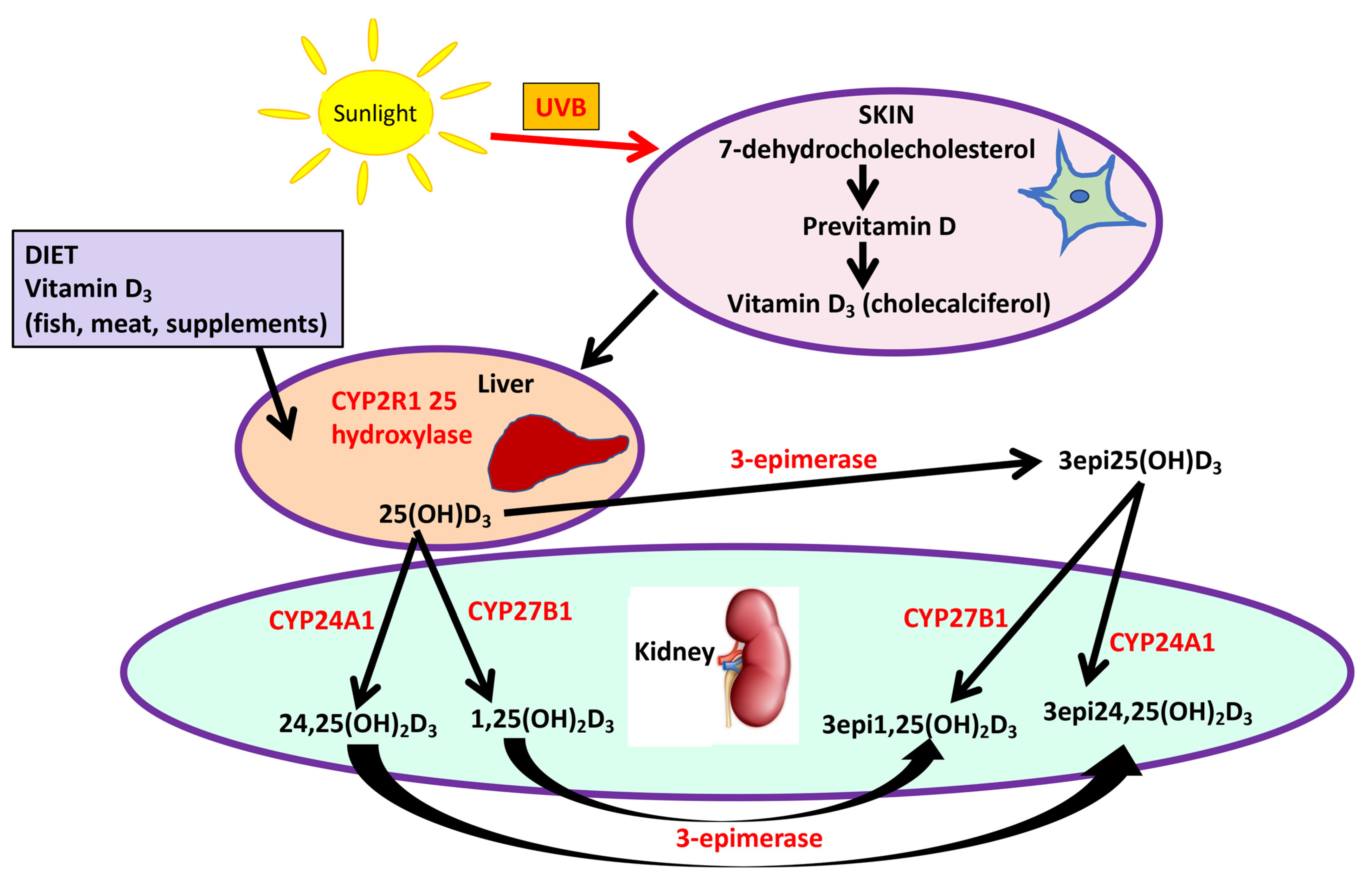 Nutrients 14 03540 g001