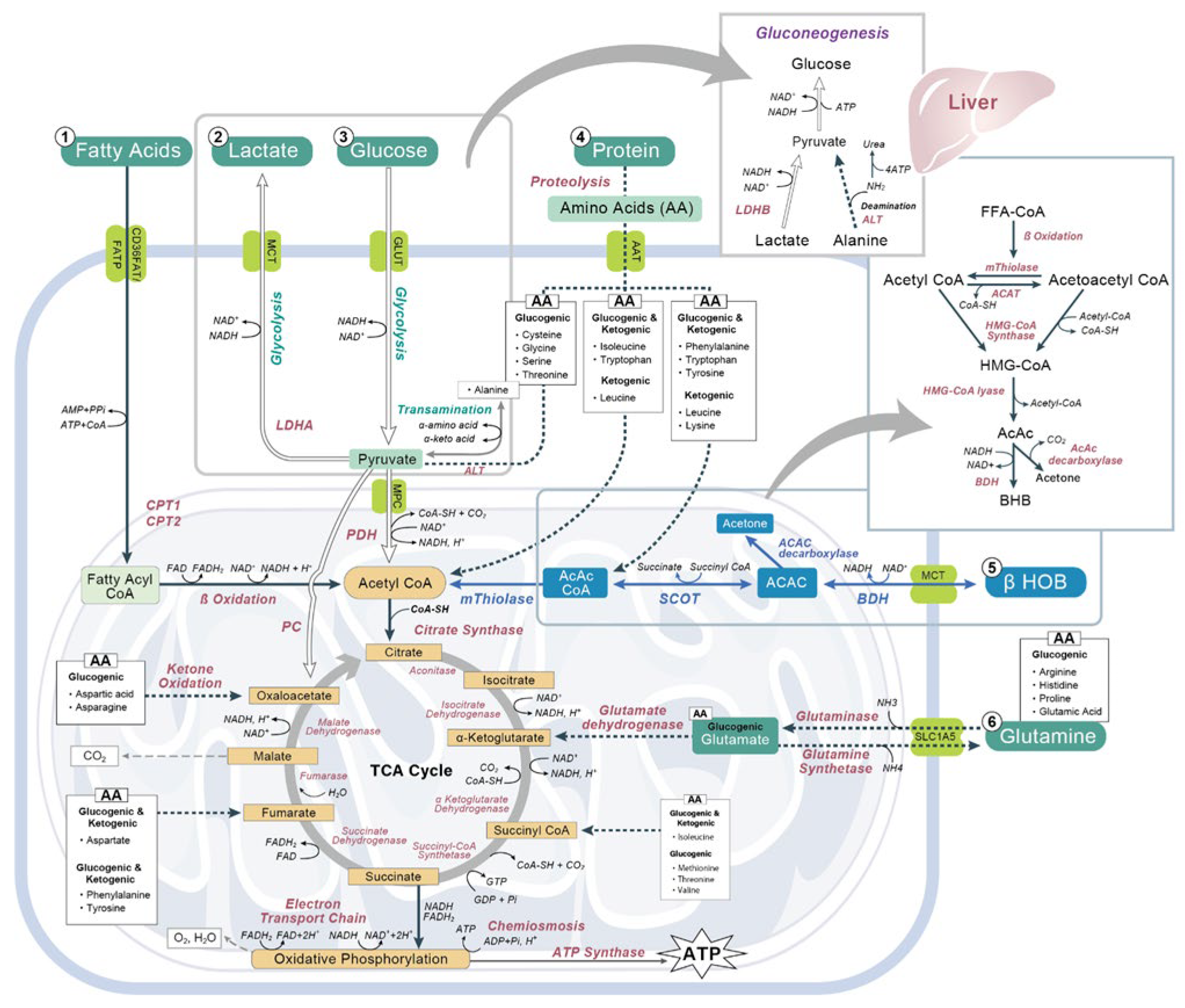 Nutrients 14 03613 g001 Nutrients 14 03613 g001