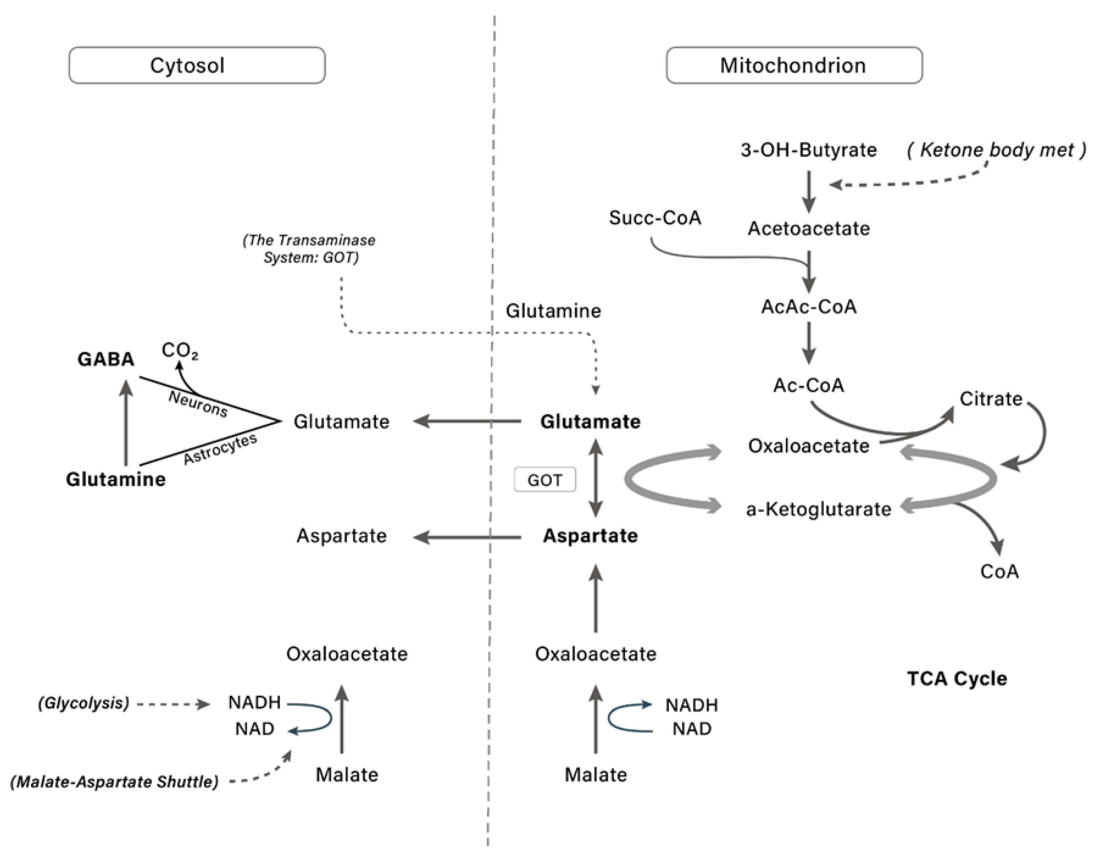 Nutrients 14 03613 g004 Nutrients 14 03613 g004