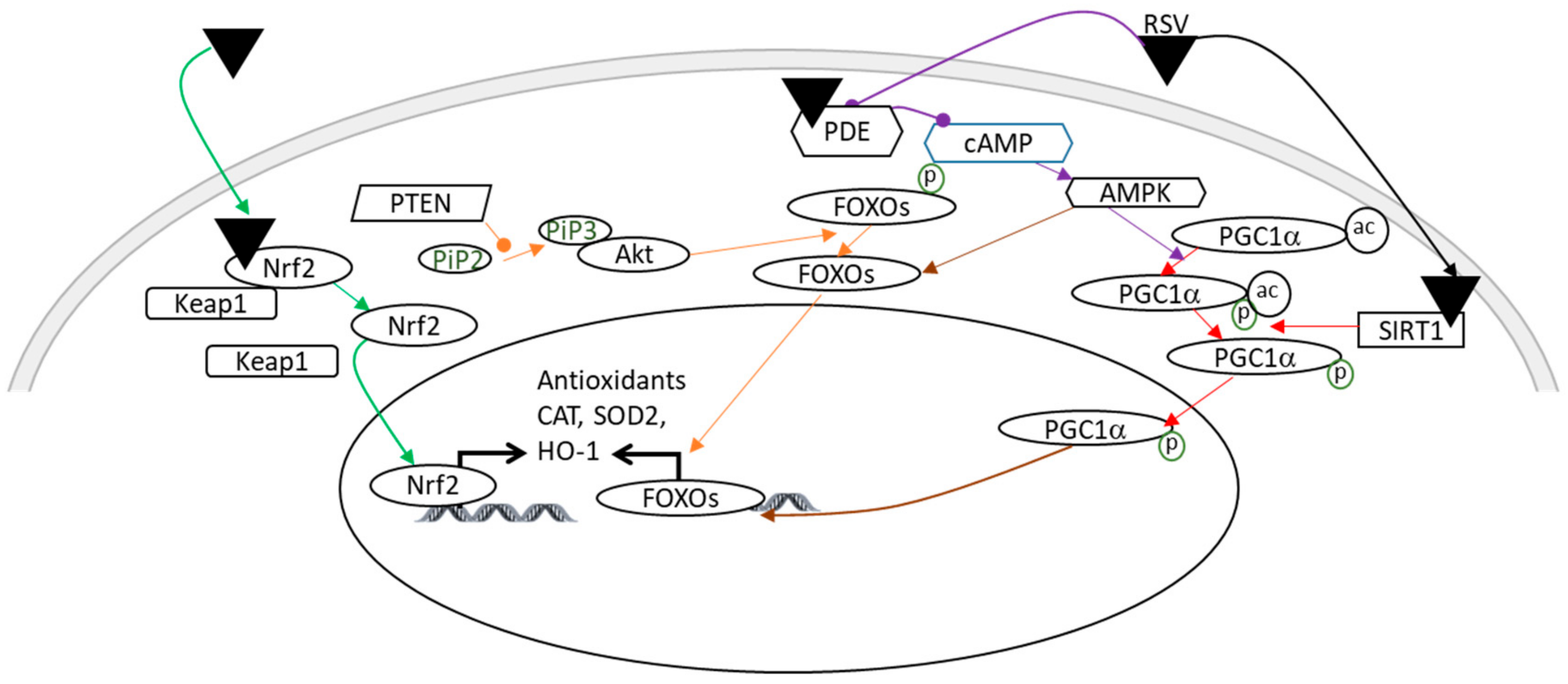 Nutrients 14 03793 g003