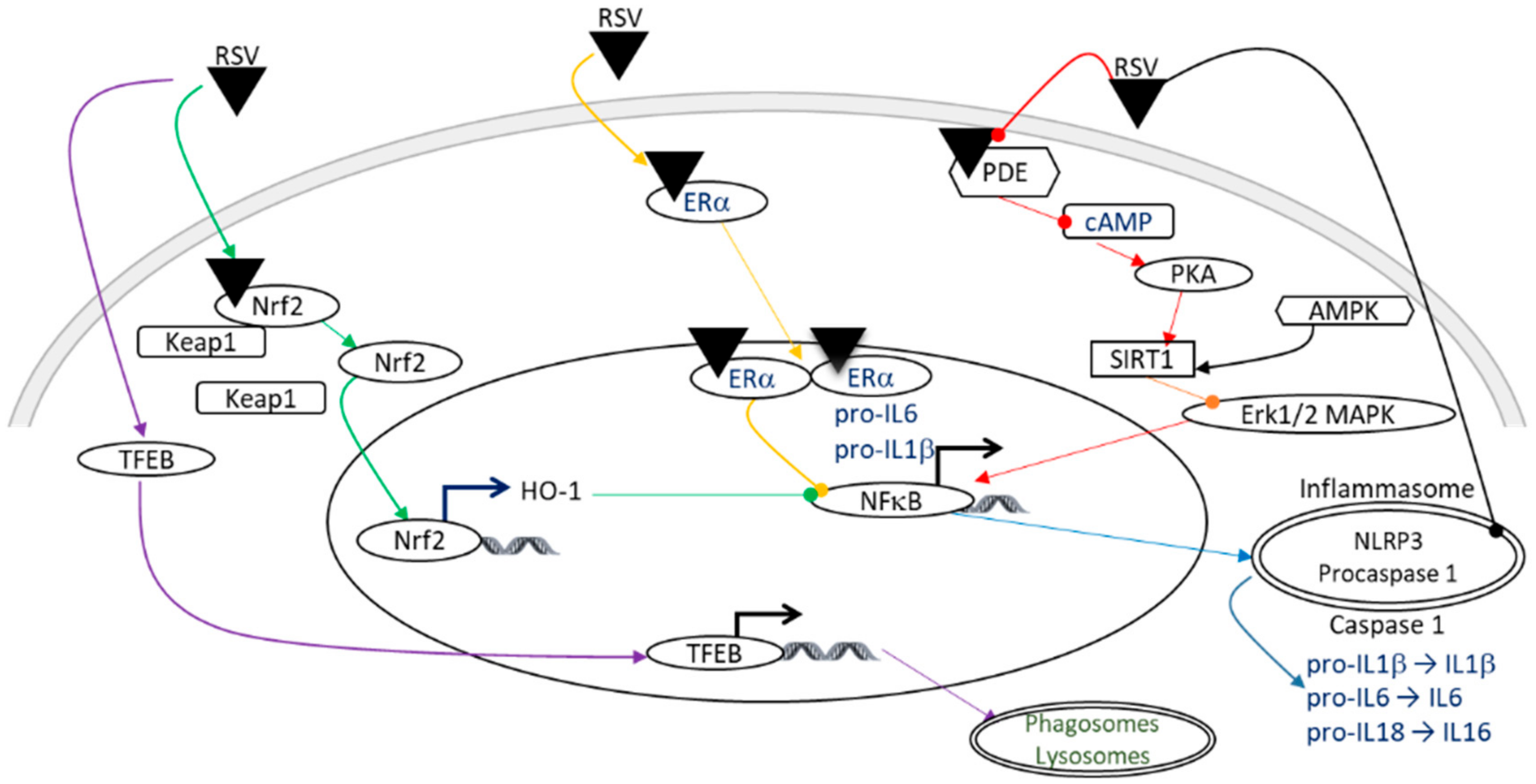 Nutrients 14 03793 g004