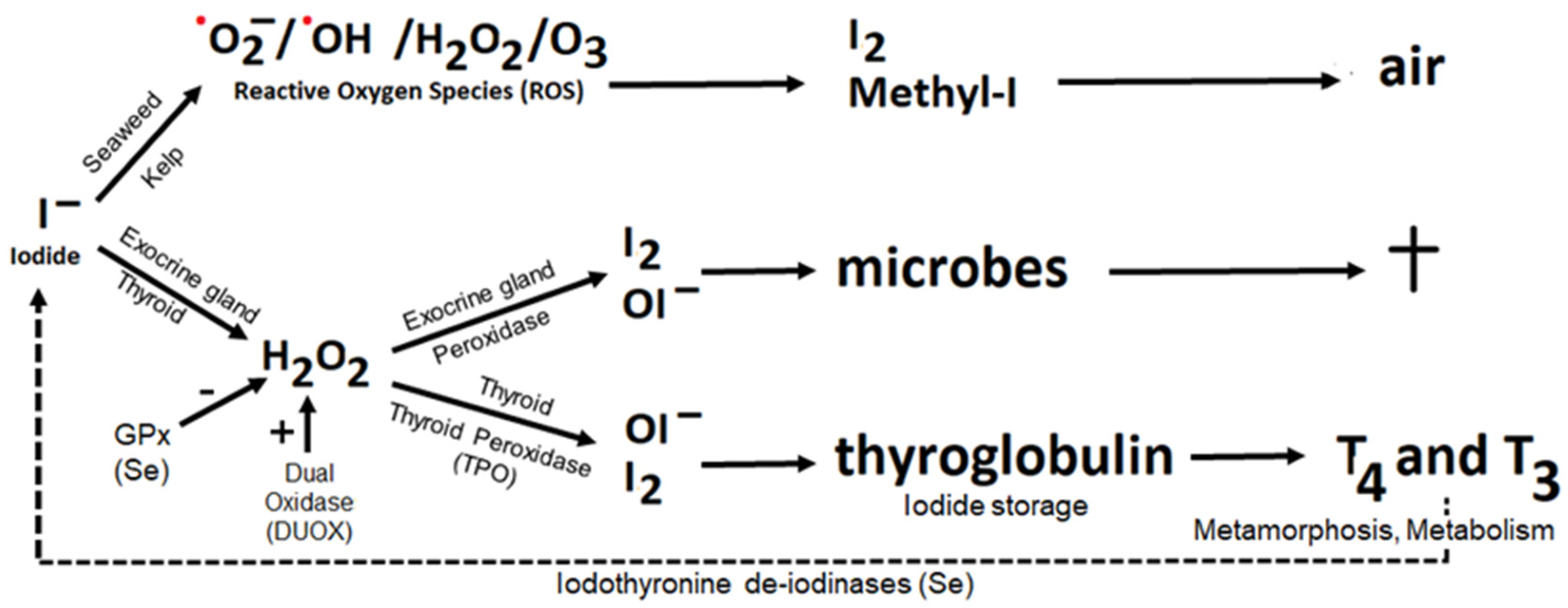Nutrients 14 03886 g001
