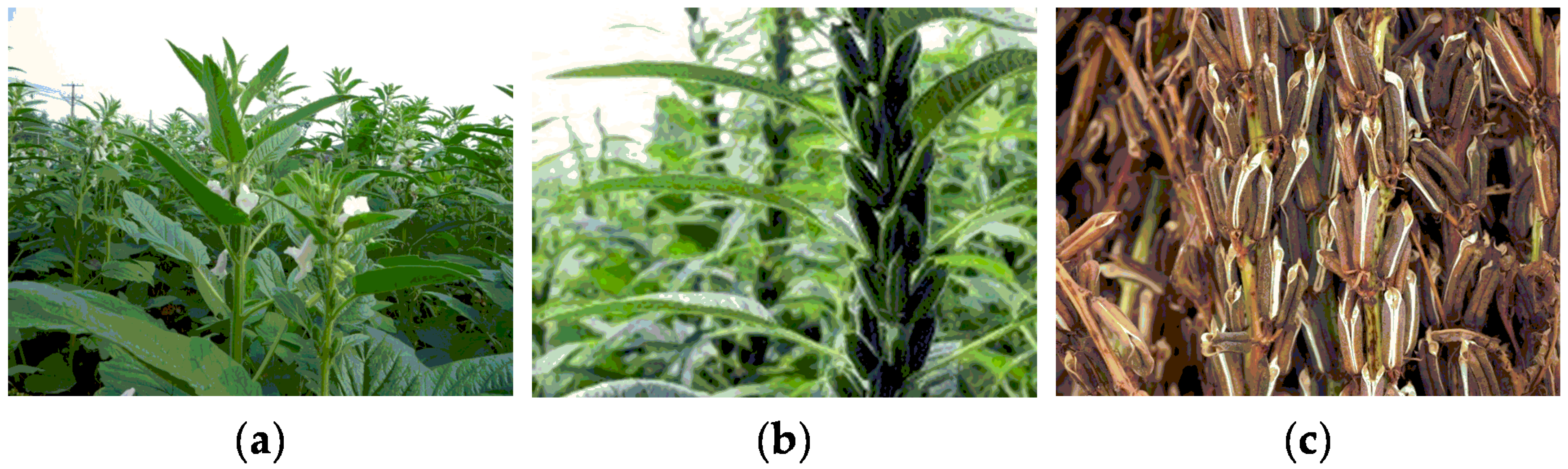 Nutrients 14 04079 g002 Nutrients 14 04079 g002