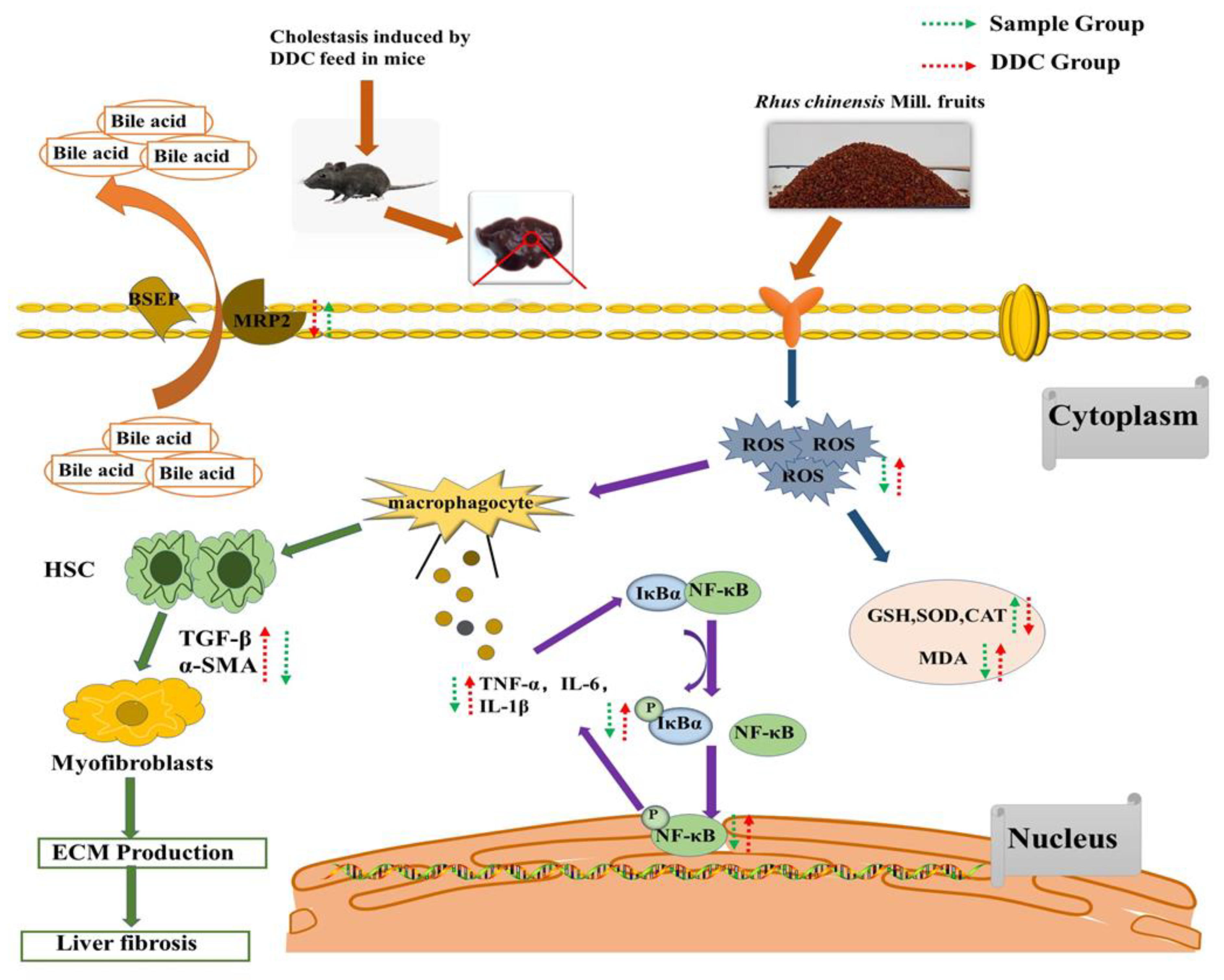 Nutrients 14 04090 g008 Nutrients 14 04090 g008