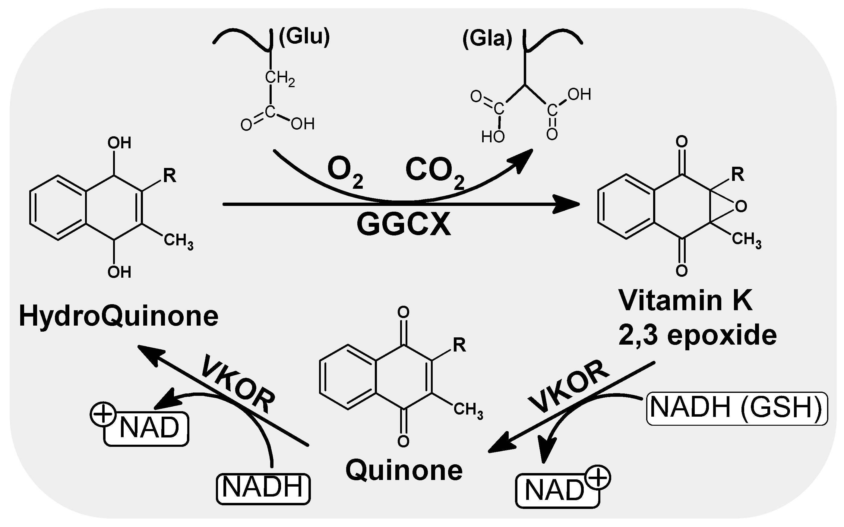 Nutrients 14 04219 g002 Nutrients 14 04219 g002