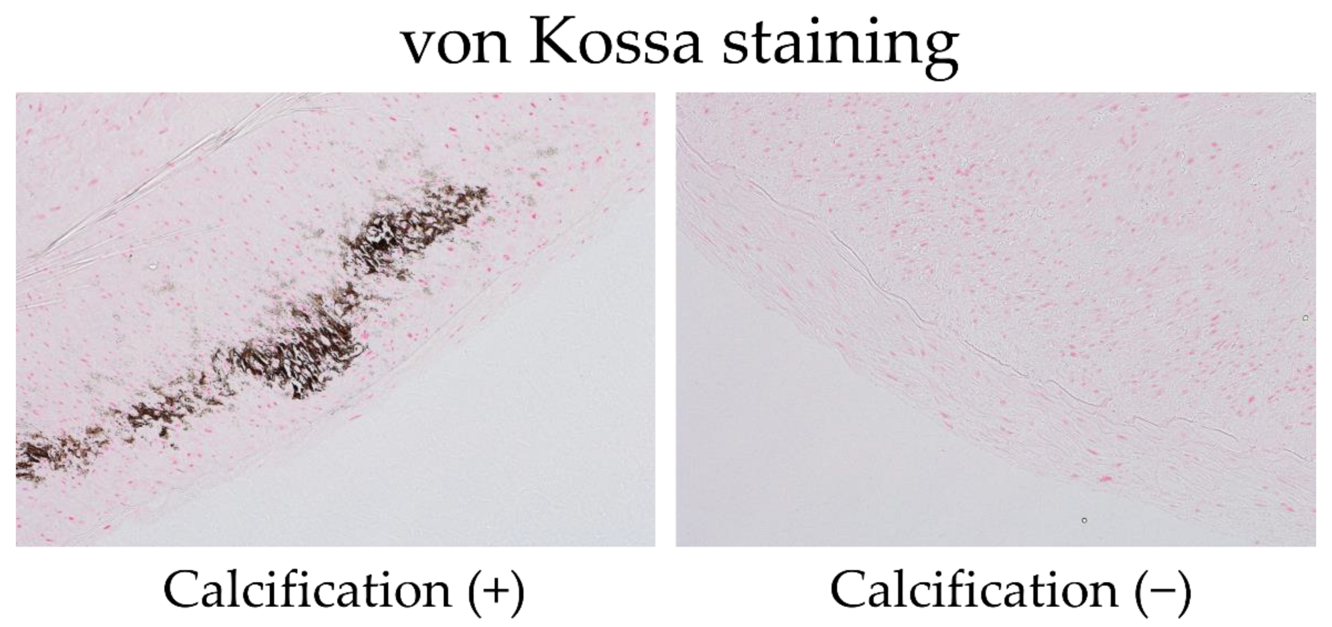 Nutrients 14 04269 g001 Nutrients 14 04269 g001