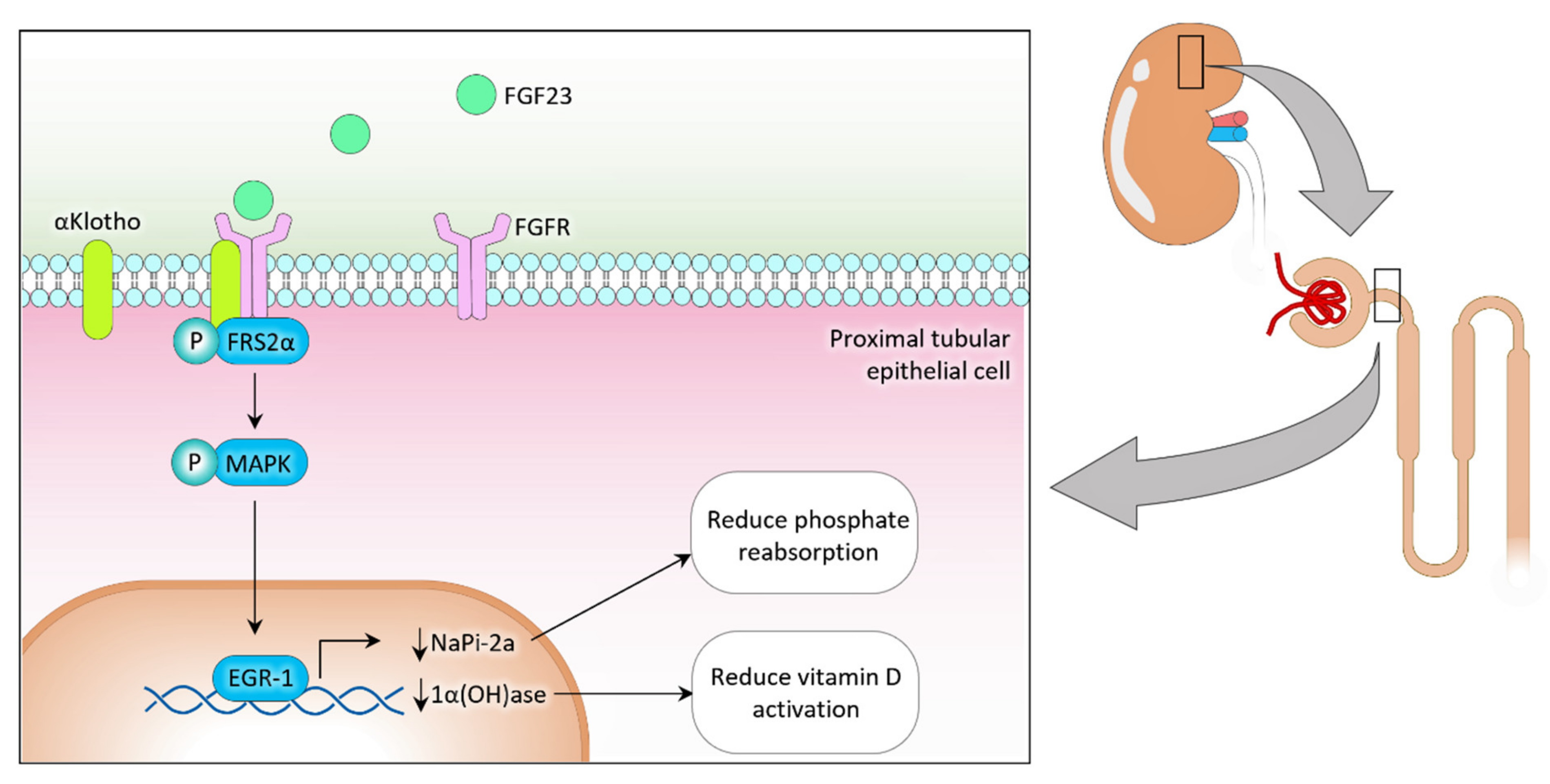 Nutrients 14 04477 g001