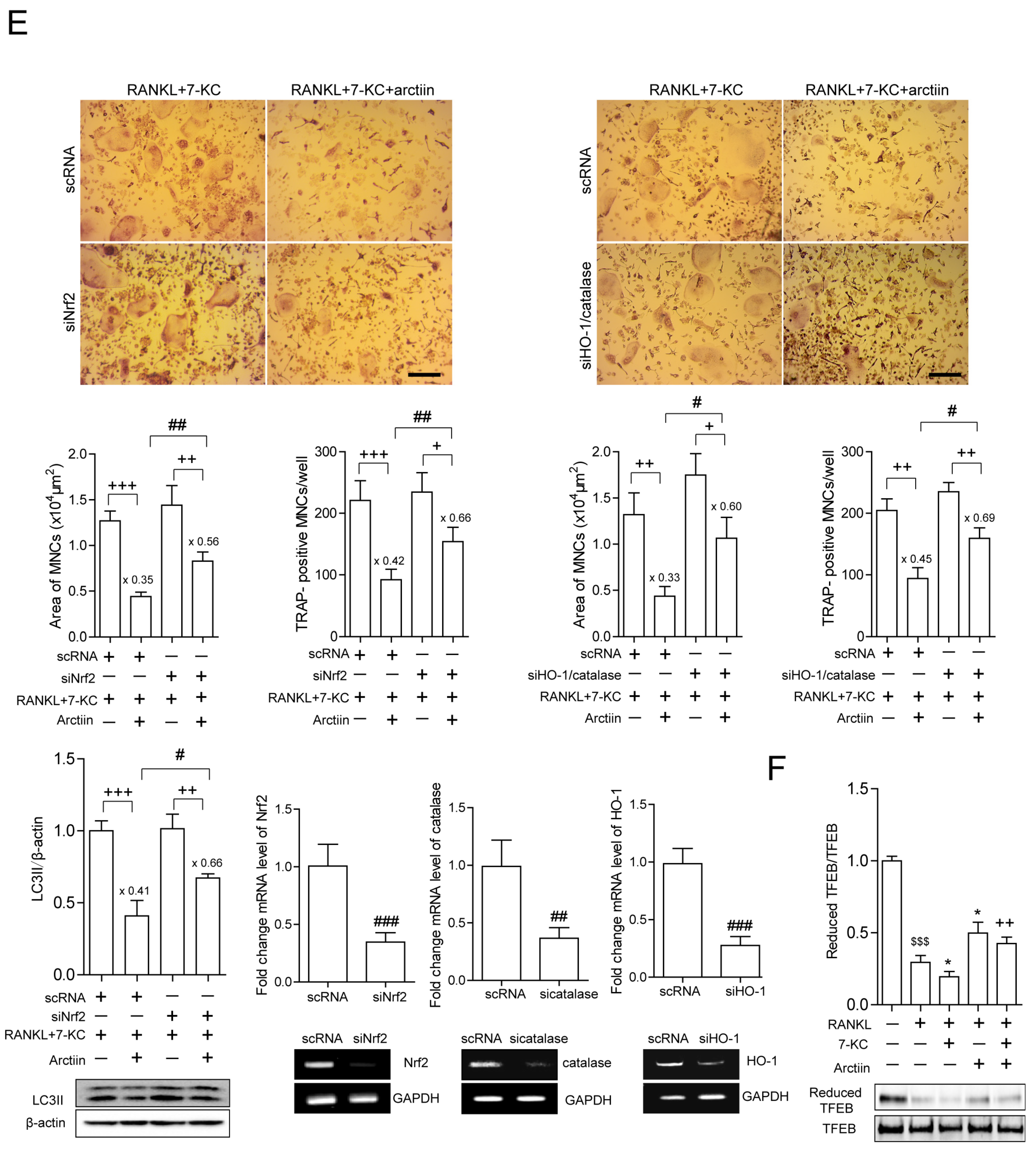 Nutrients 14 04483 g004b Nutrients 14 04483 g004b
