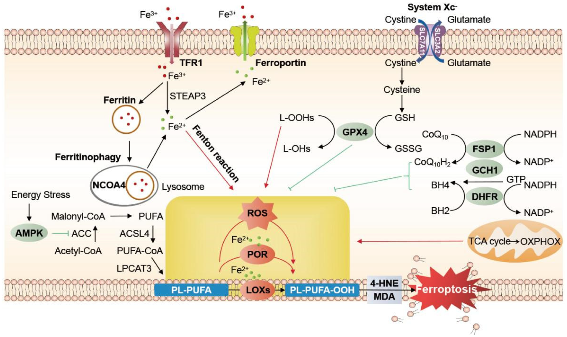 Nutrients 14 04506 g001