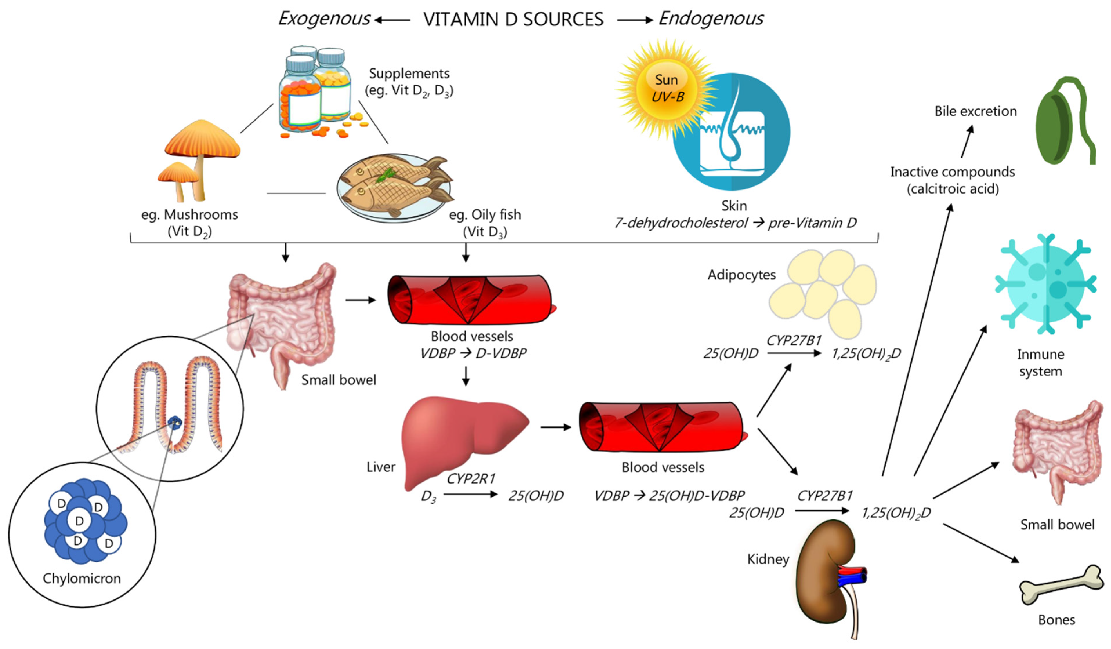 Nutrients 14 04512 g001