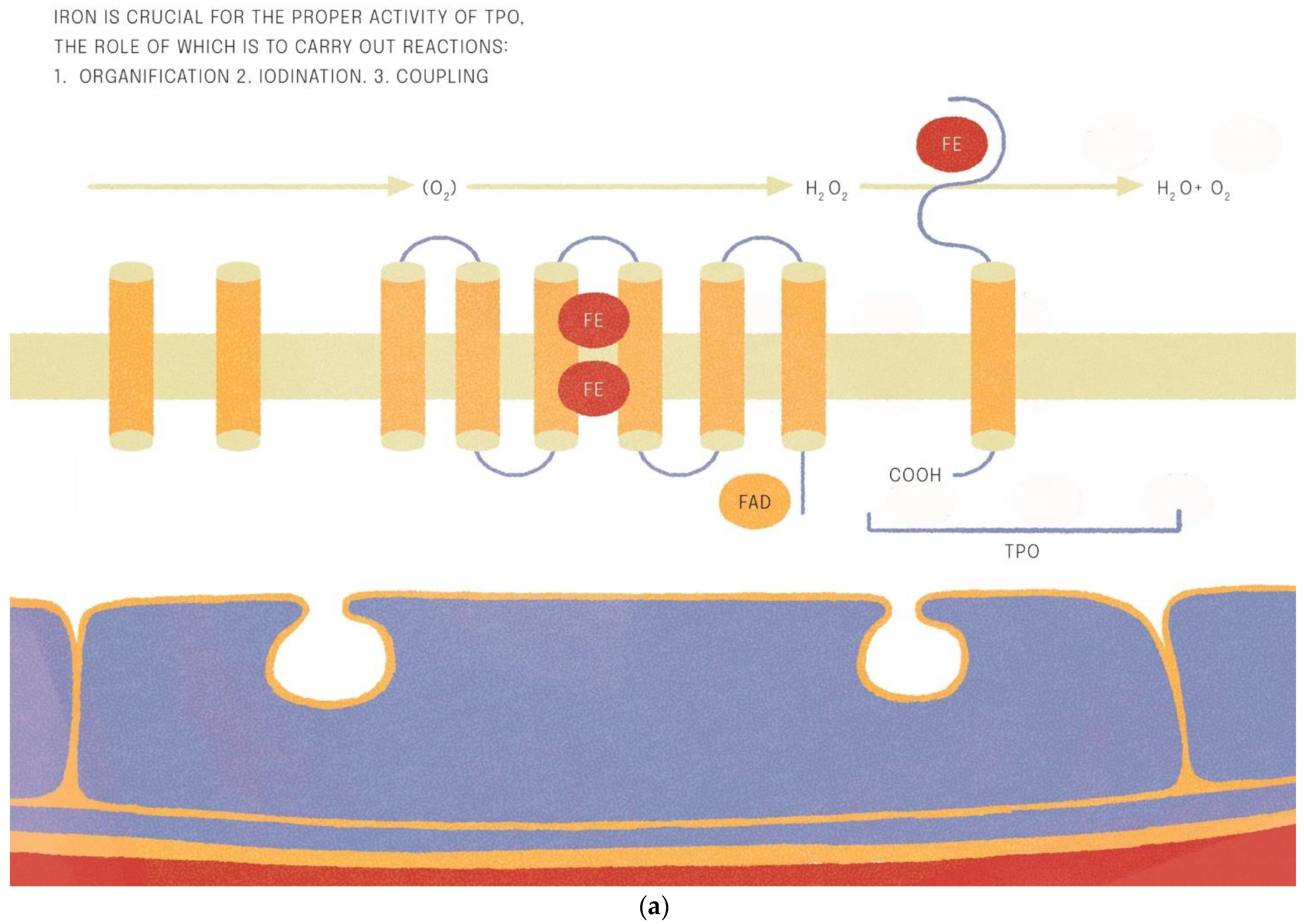 Nutrients 14 04682 g001a Nutrients 14 04682 g001a