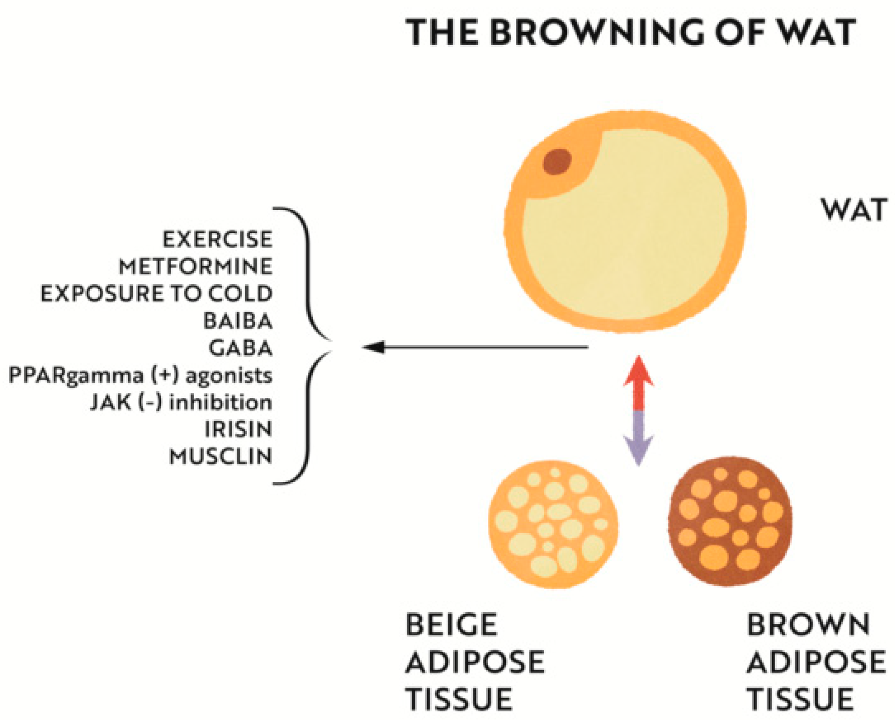 Nutrients 14 04693 g004 Nutrients 14 04693 g004