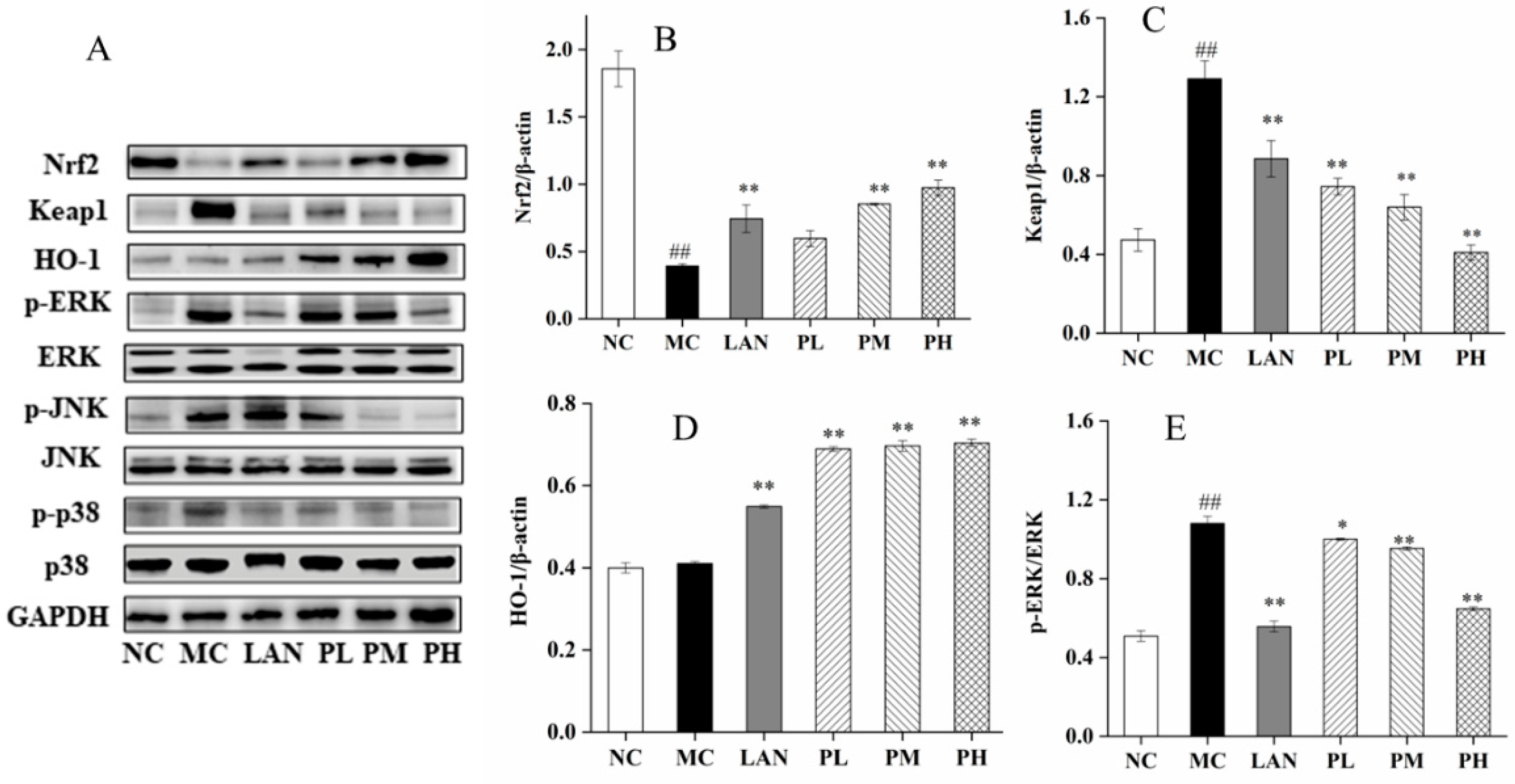 Nutrients 14 04744 g006a Nutrients 14 04744 g006a