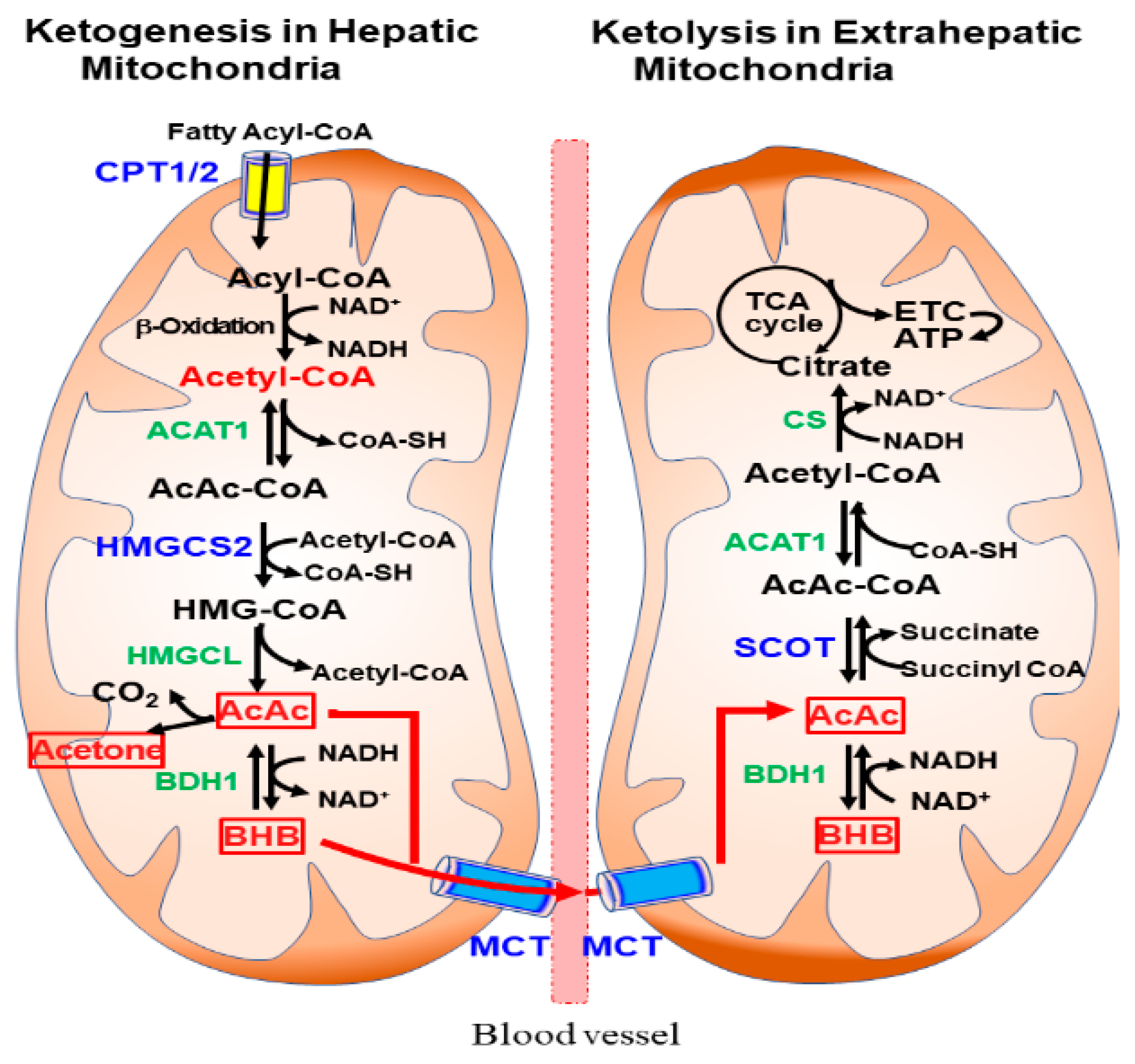 Nutrients 14 04932 g001