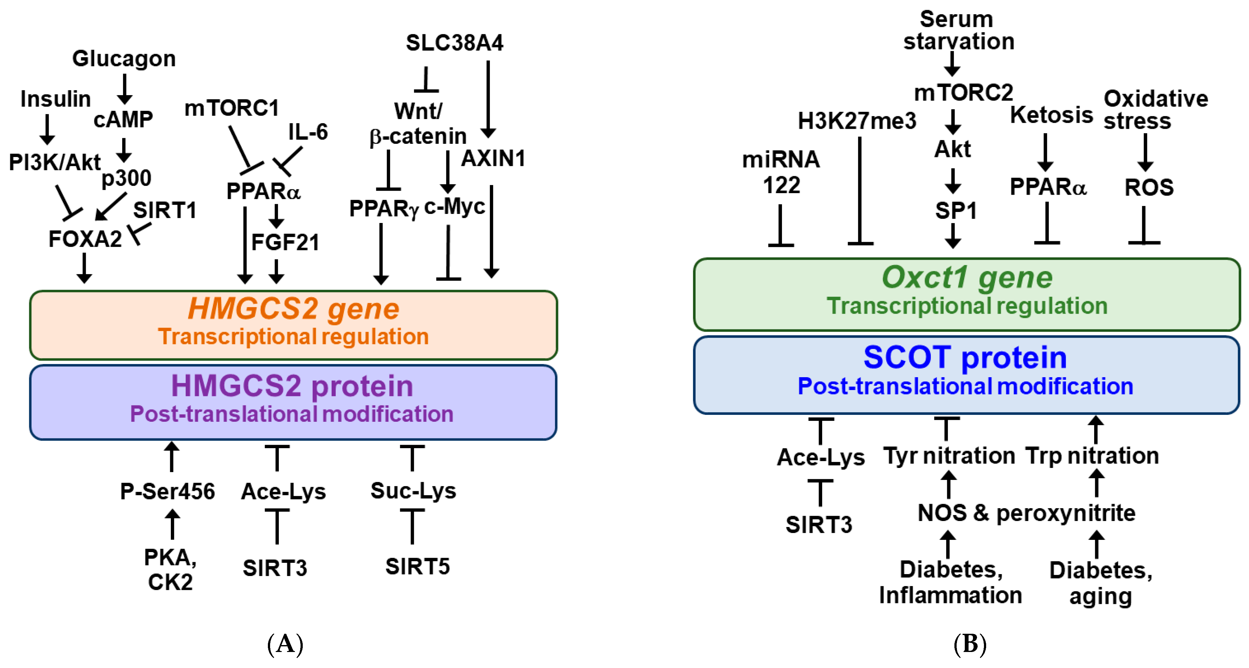 Nutrients 14 04932 g002