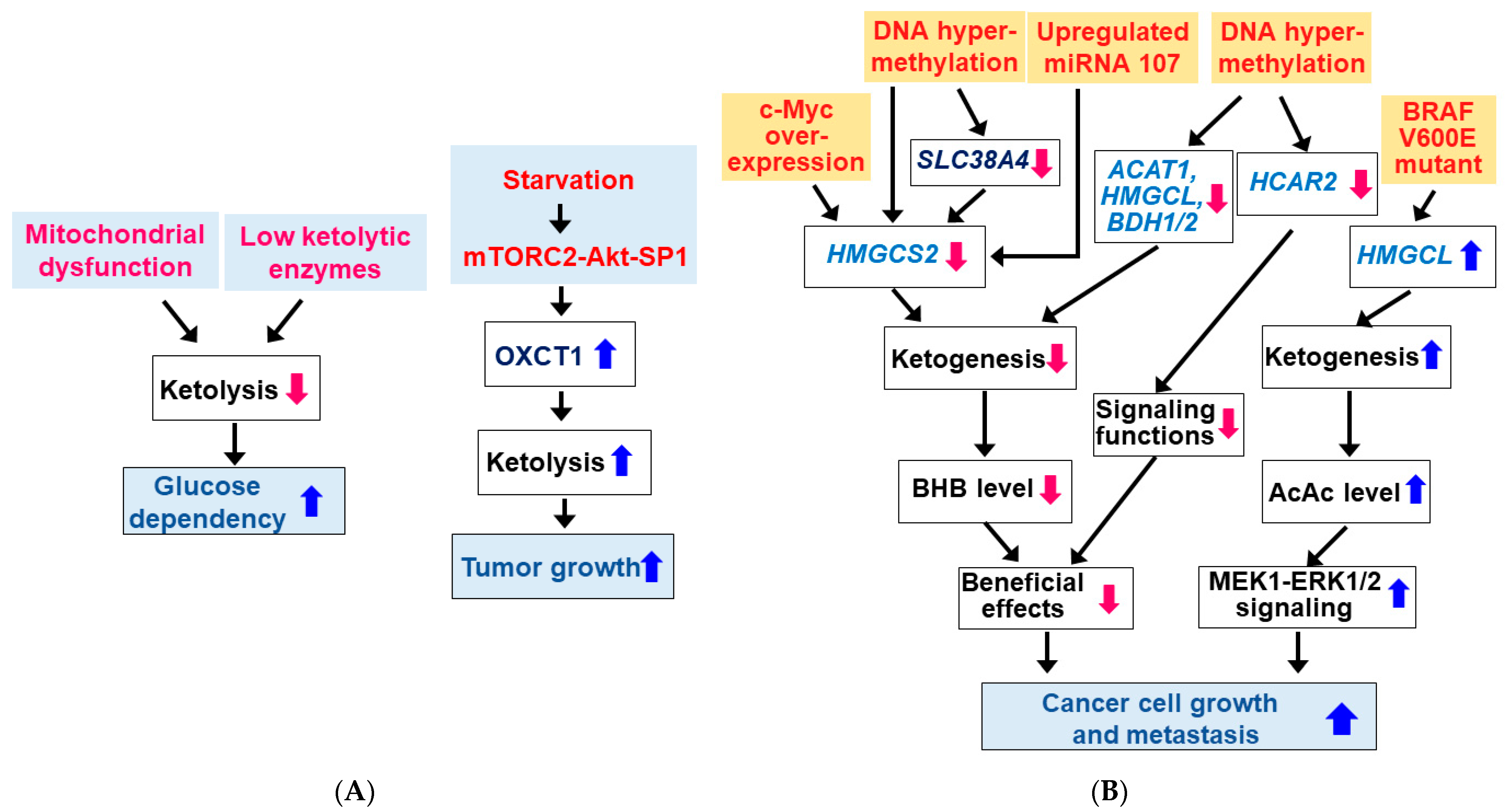 Nutrients 14 04932 g004