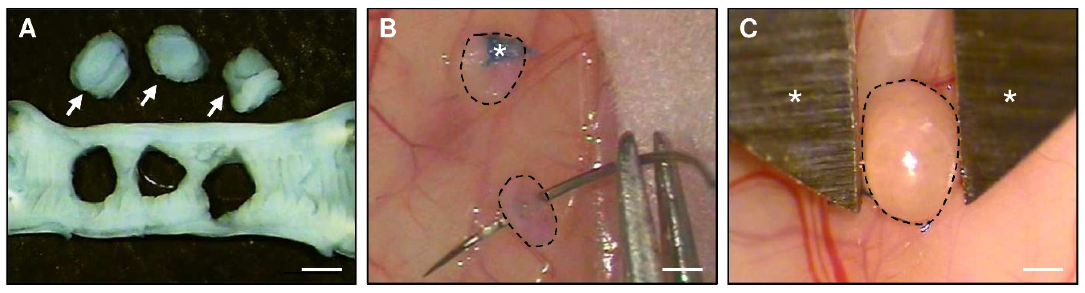 Nutrients 14 04940 g001