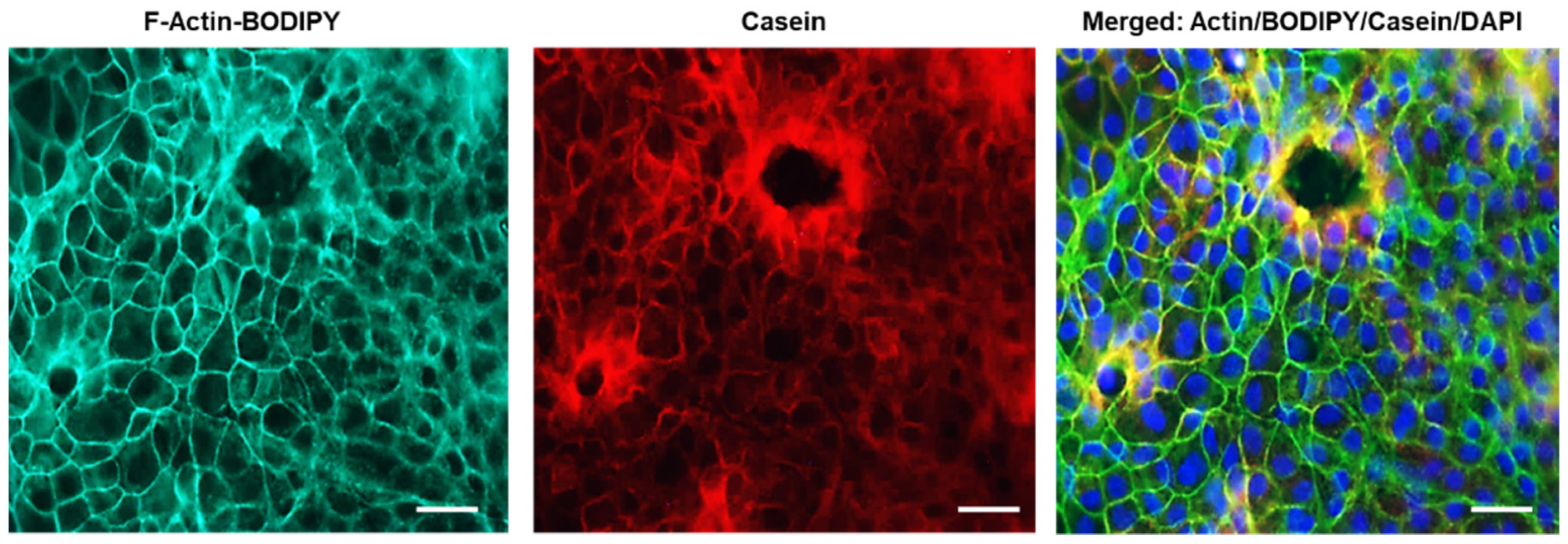 Nutrients 14 04948 g002