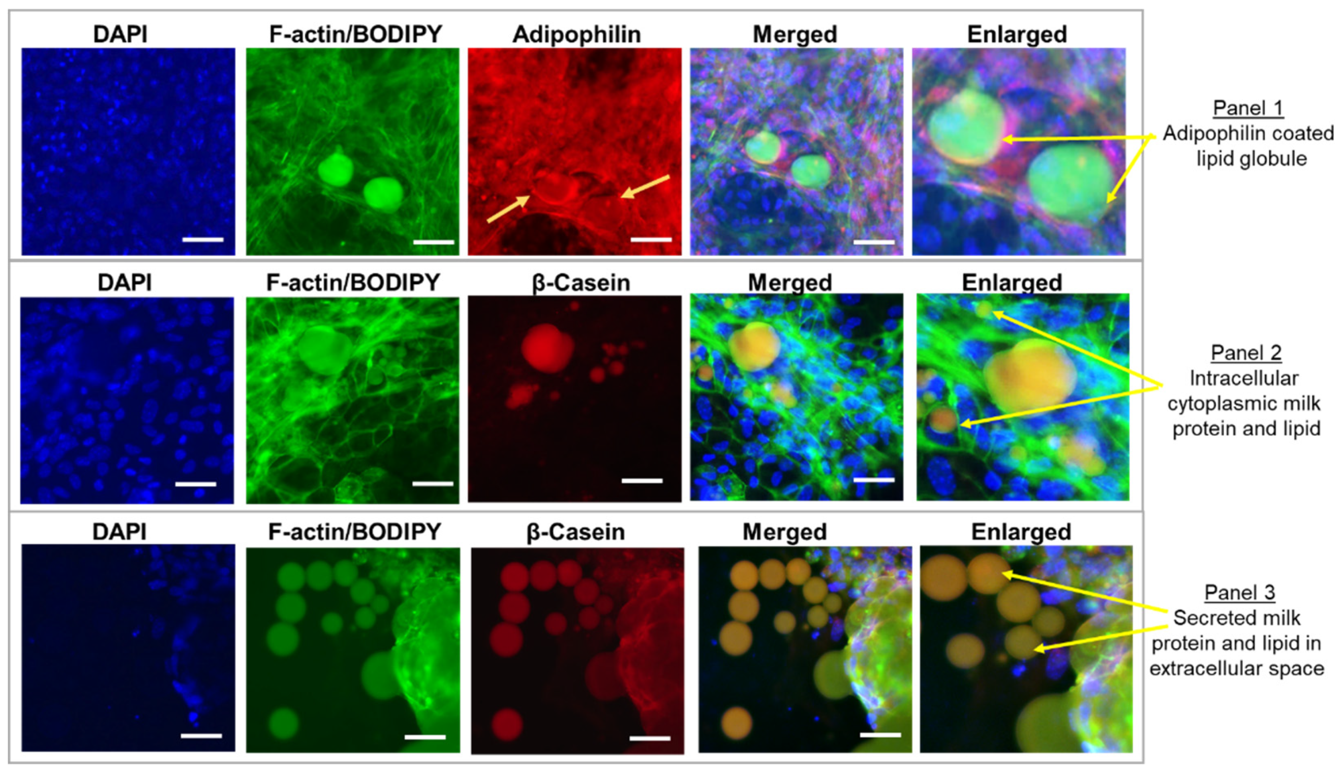 Nutrients 14 04948 g003