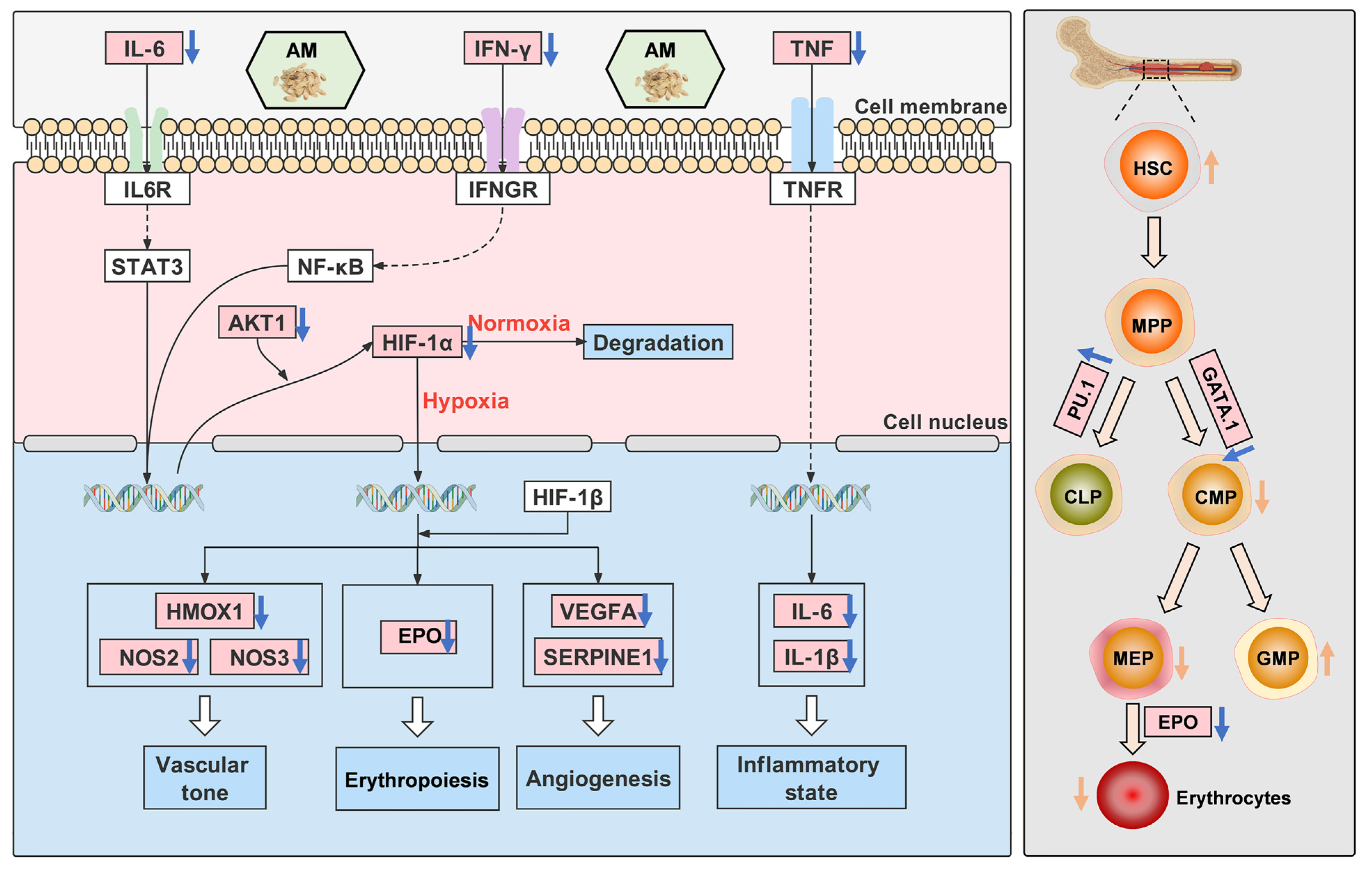 Nutrients 14 04968 g012