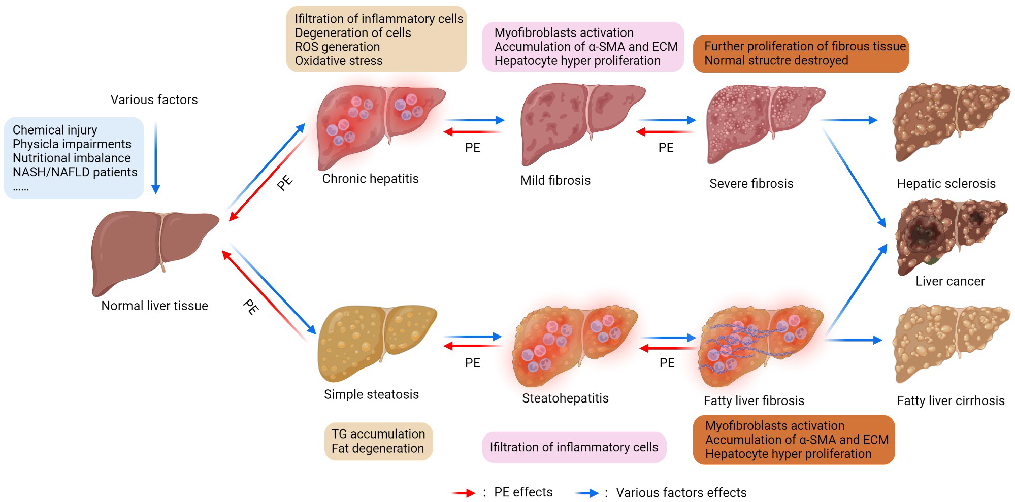 Nutrients 14 05071 g001
