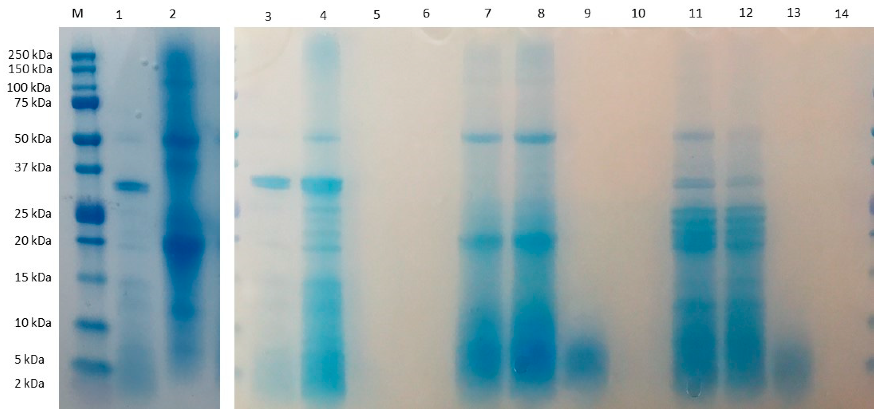 Nutrients 14 05256 g001 Nutrients 14 05256 g001
