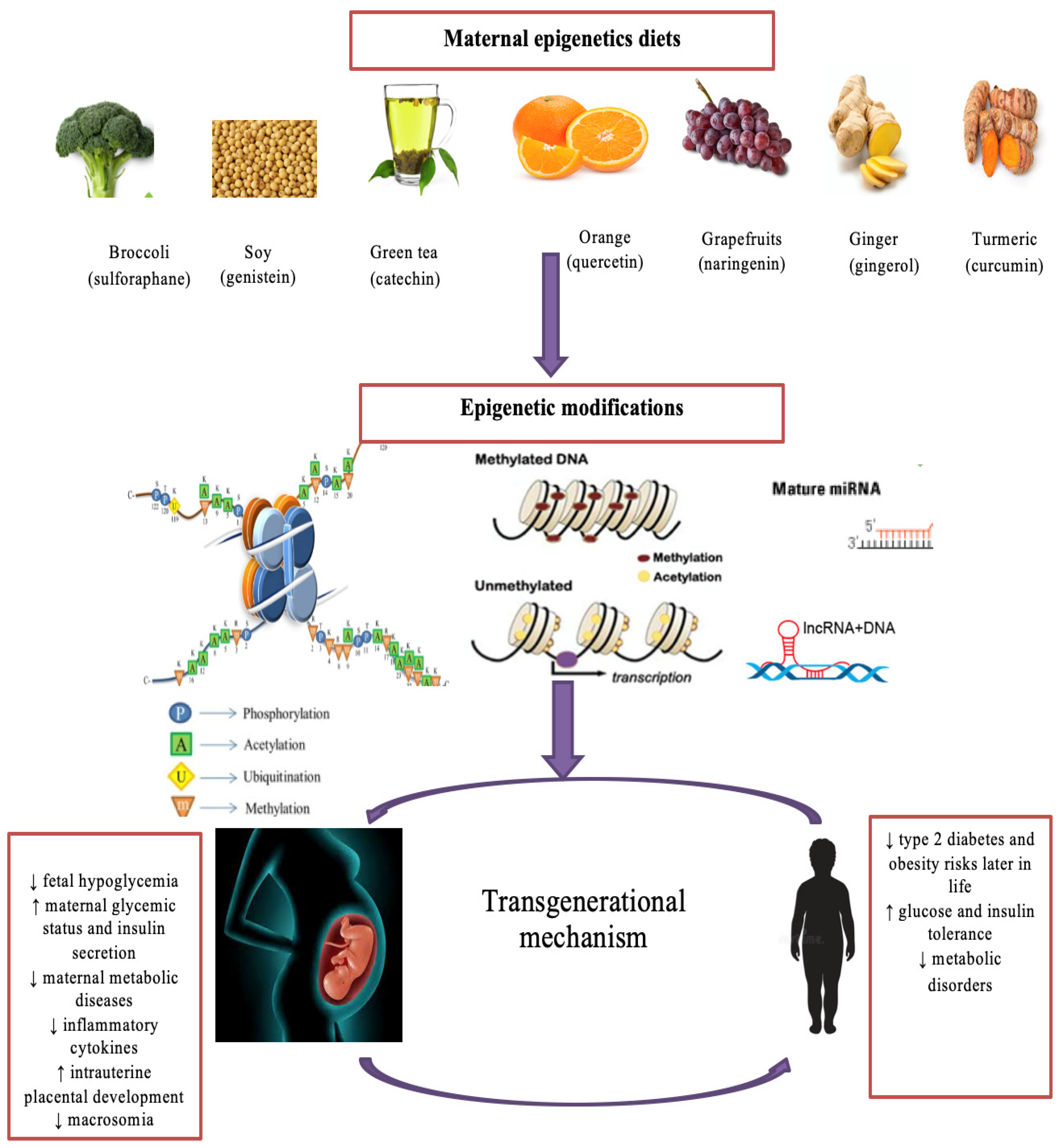 Nutrients 14 05269 g002