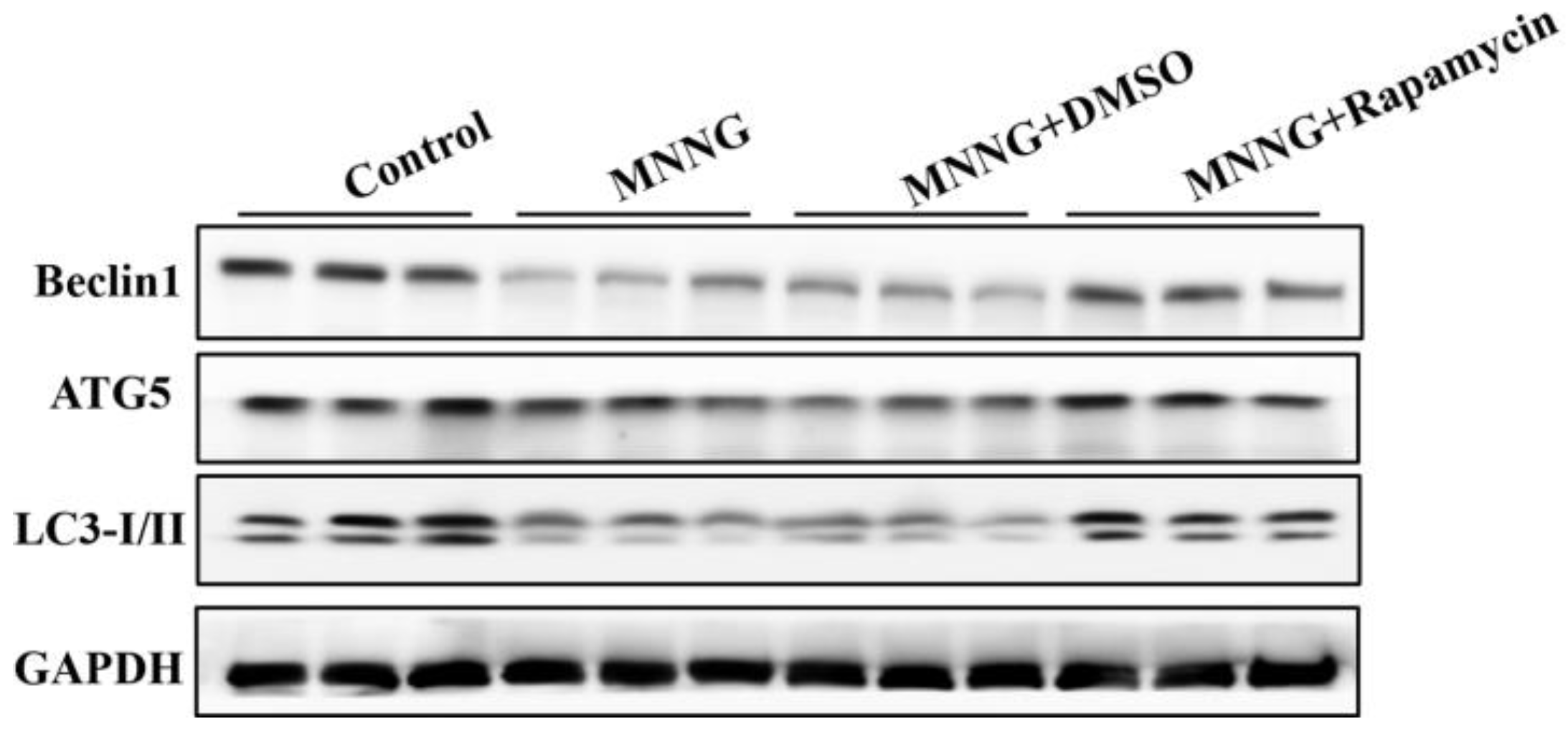 Nutrients 14 05281 g003