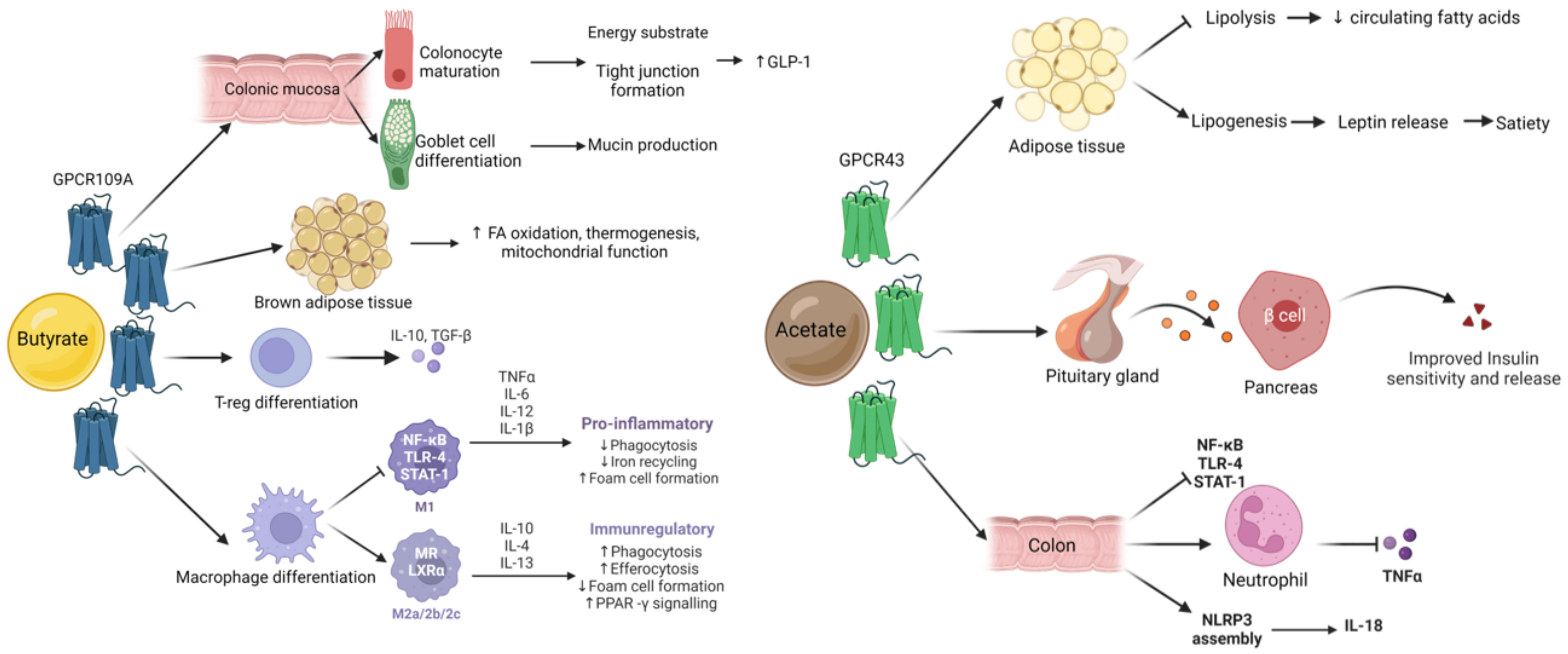 Nutrients 14 05361 g003 Nutrients 14 05361 g003