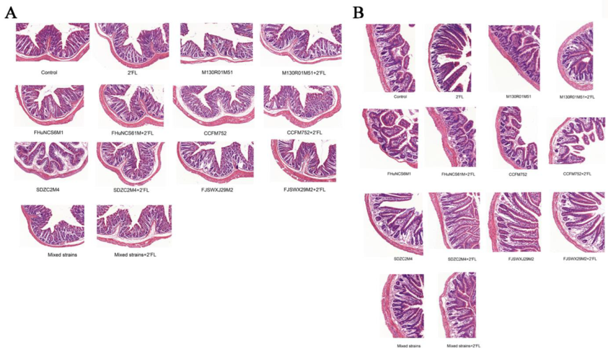 Nutrients 14 05392 g002 Nutrients 14 05392 g002