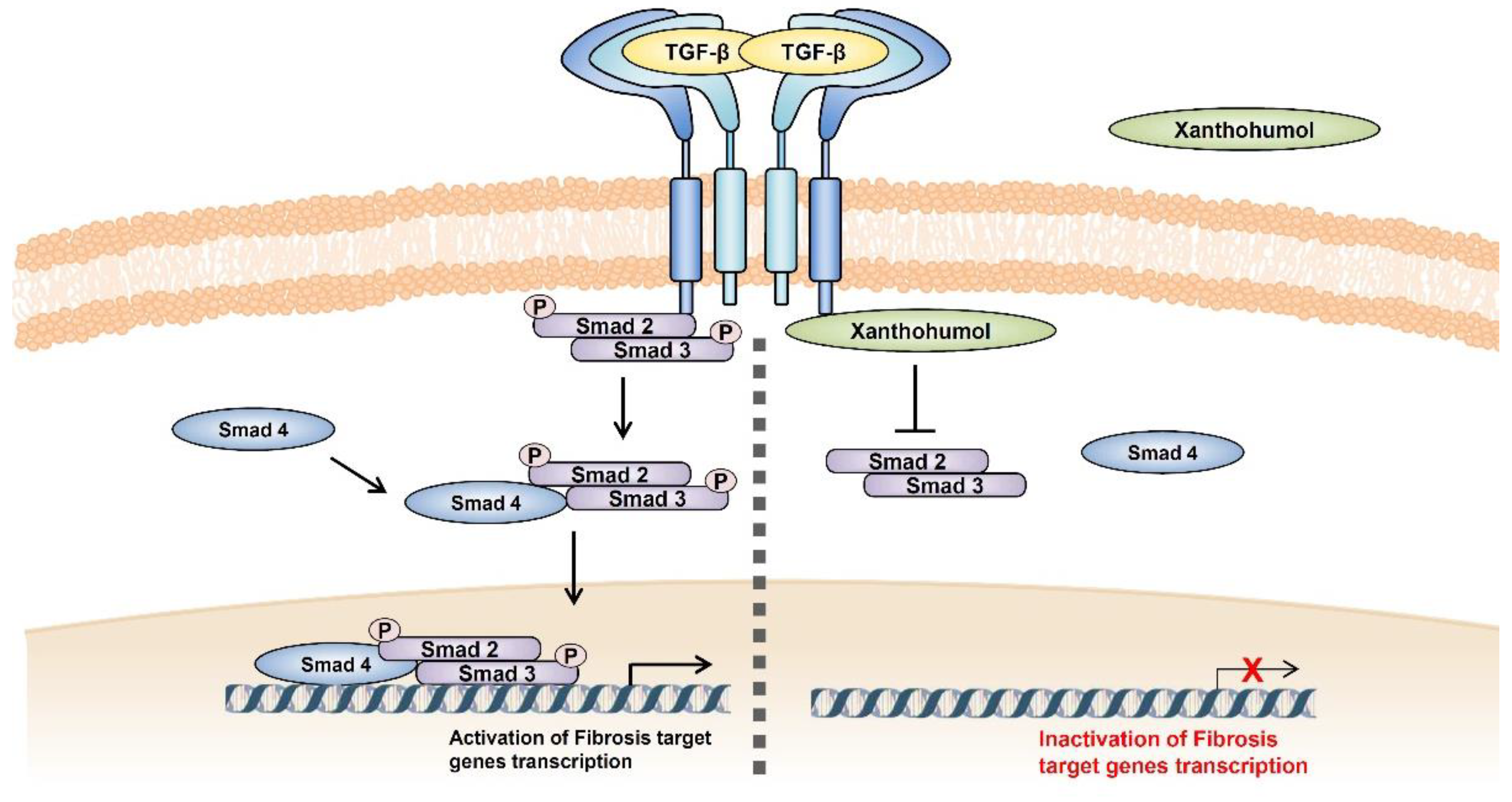 Nutrients 15 00099 g005