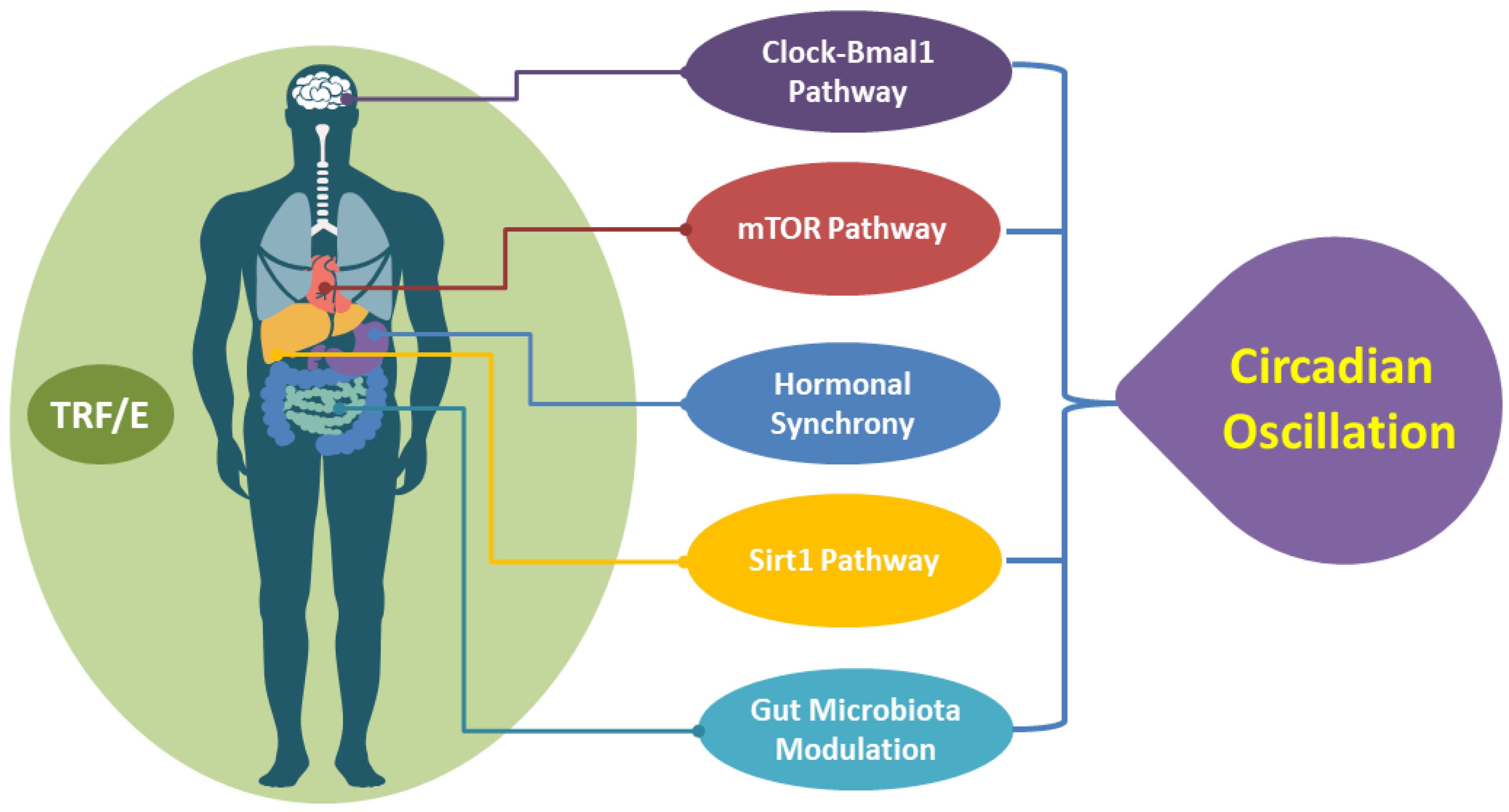 Nutrients 15 00259 g002 Nutrients 15 00259 g002