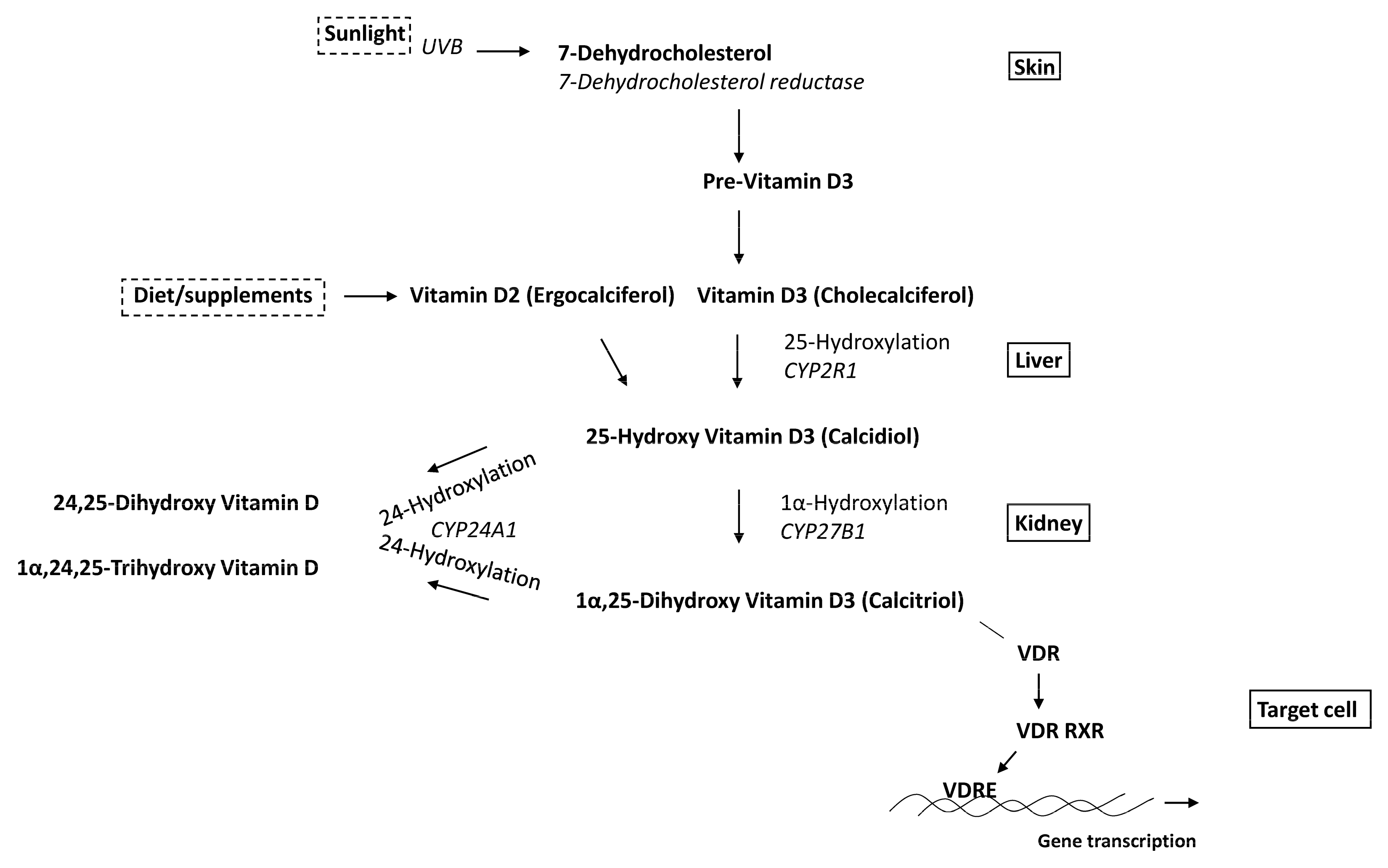 Nutrients 15 00480 g002 Nutrients 15 00480 g002