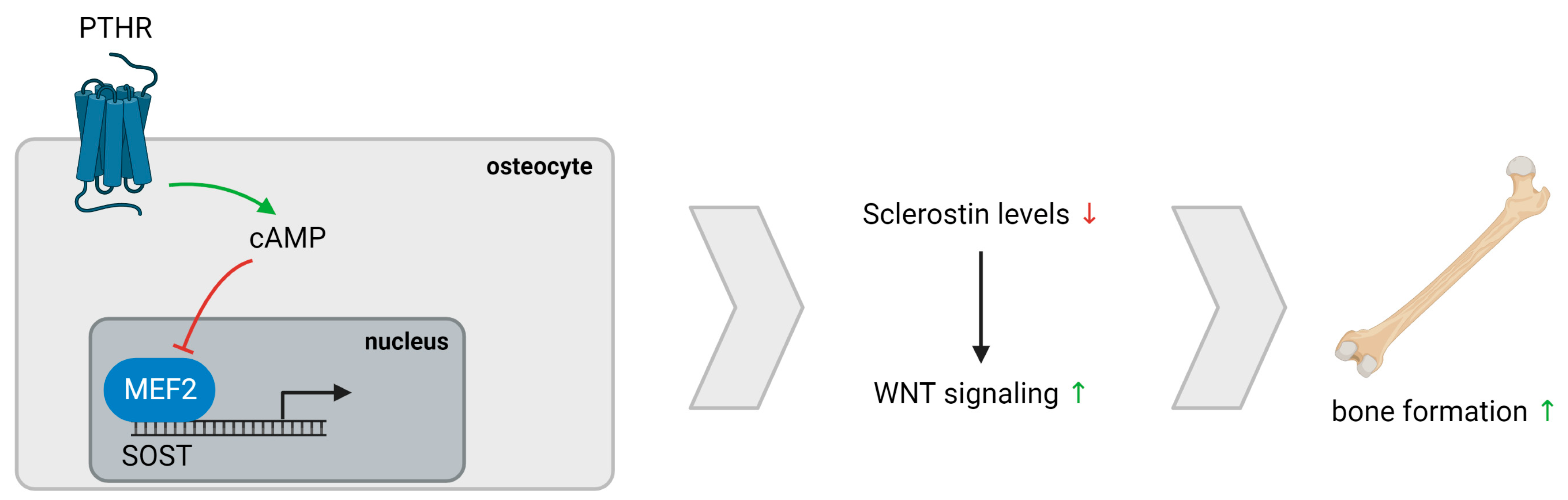 Nutrients 15 00598 g004