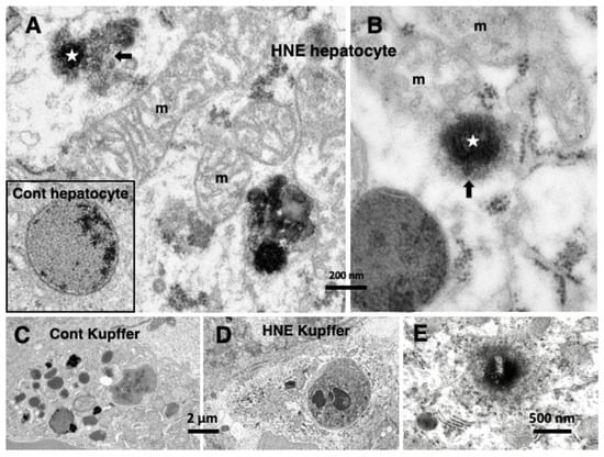 Nutrients 15 00609 g004
