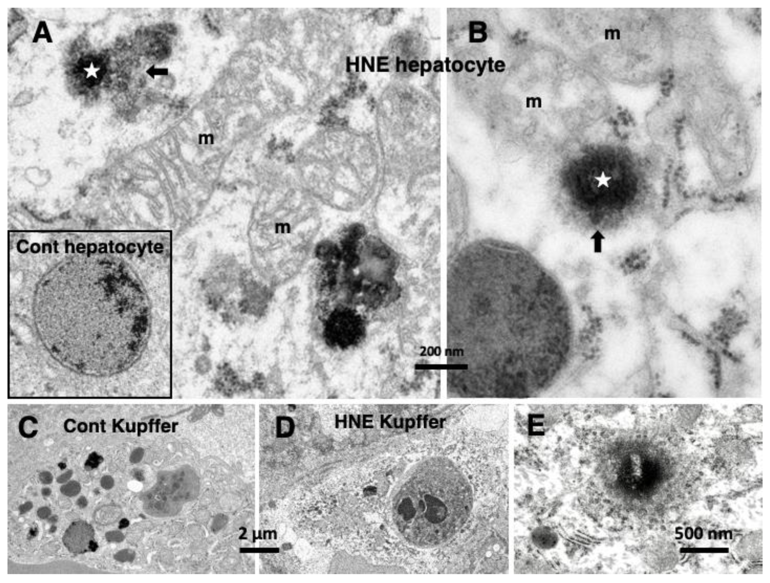 Nutrients 15 00609 g004