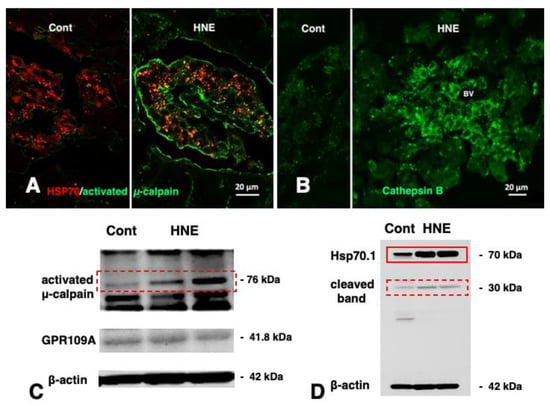 Nutrients 15 00609 g005
