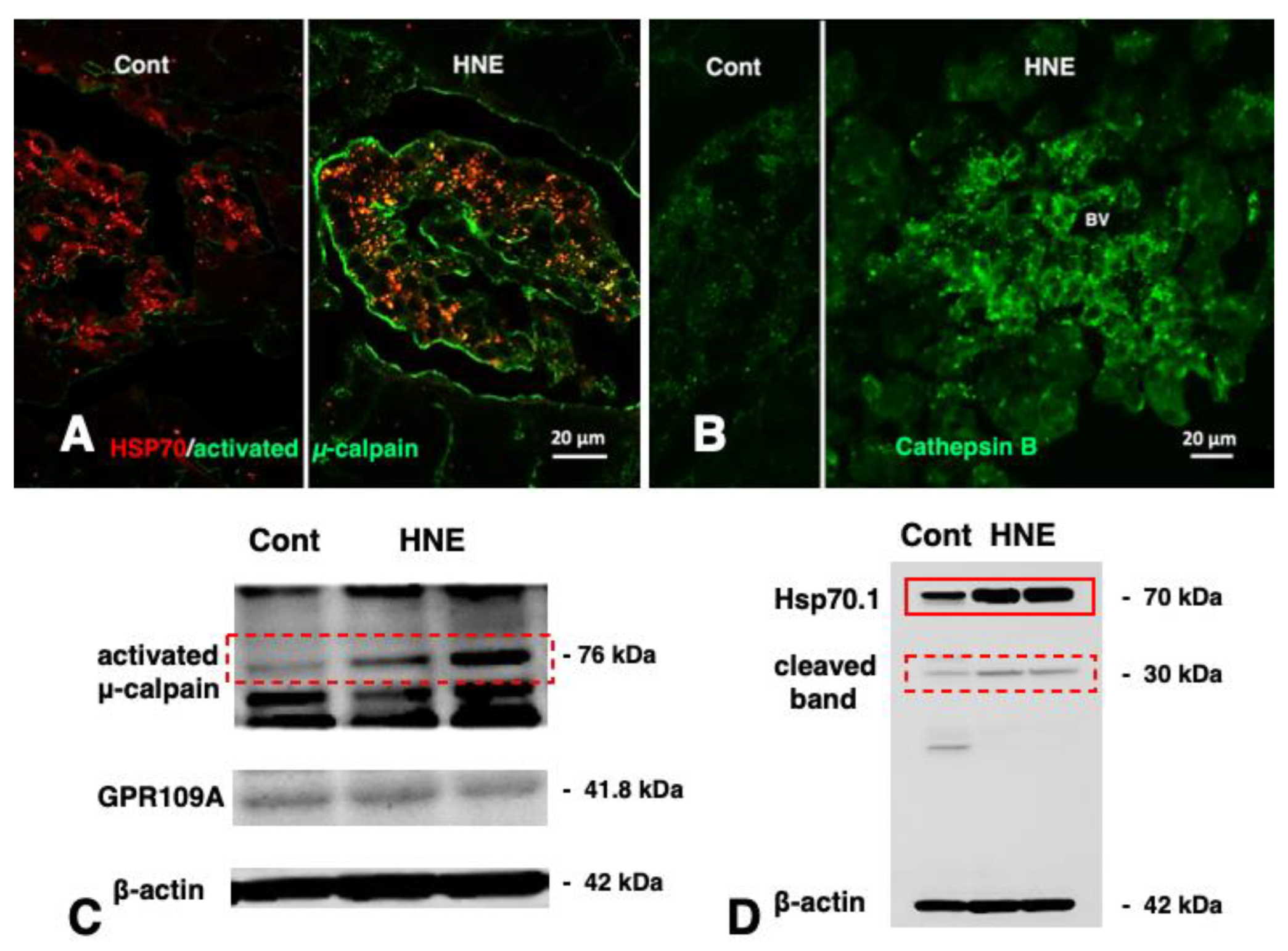 Nutrients 15 00609 g005