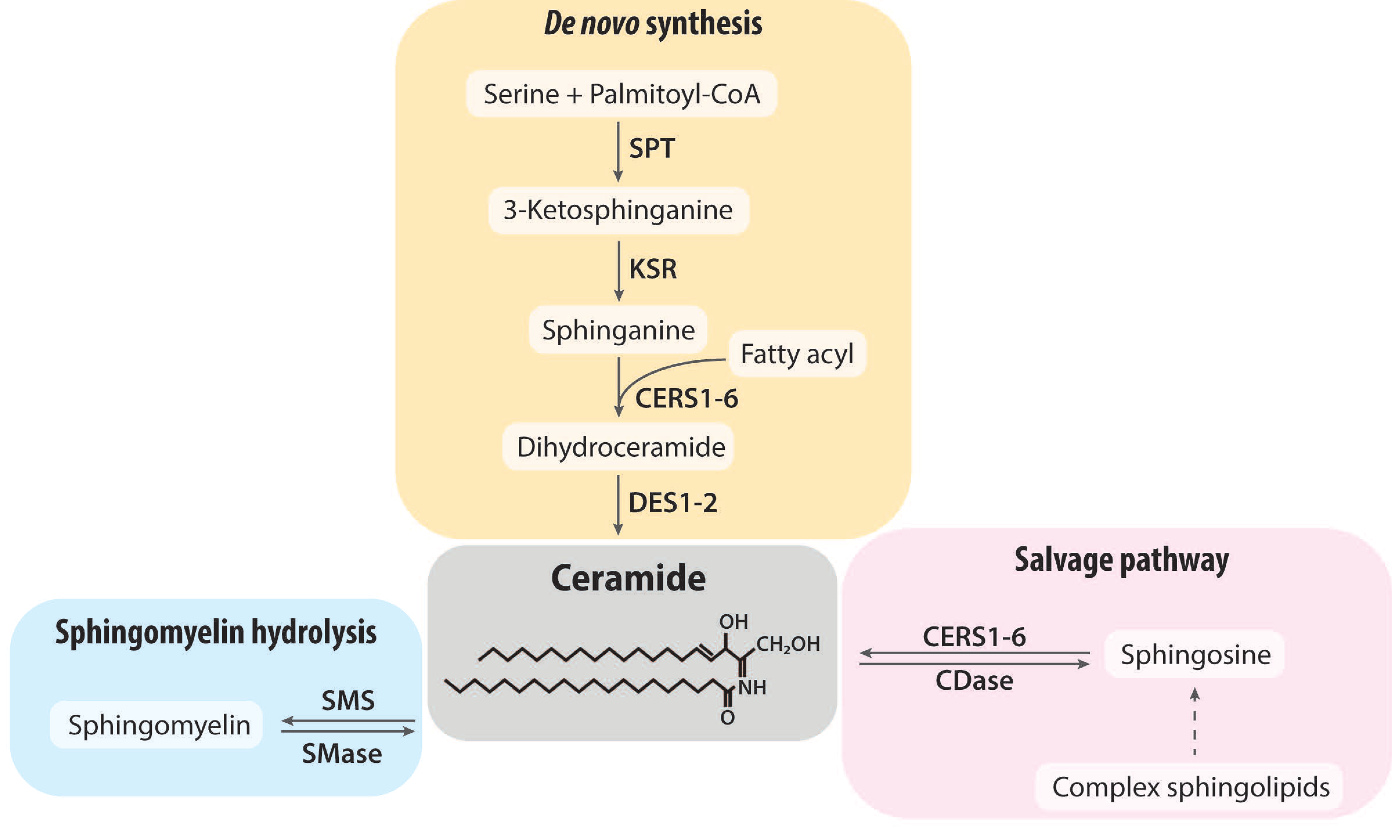 Nutrients 15 00703 g001