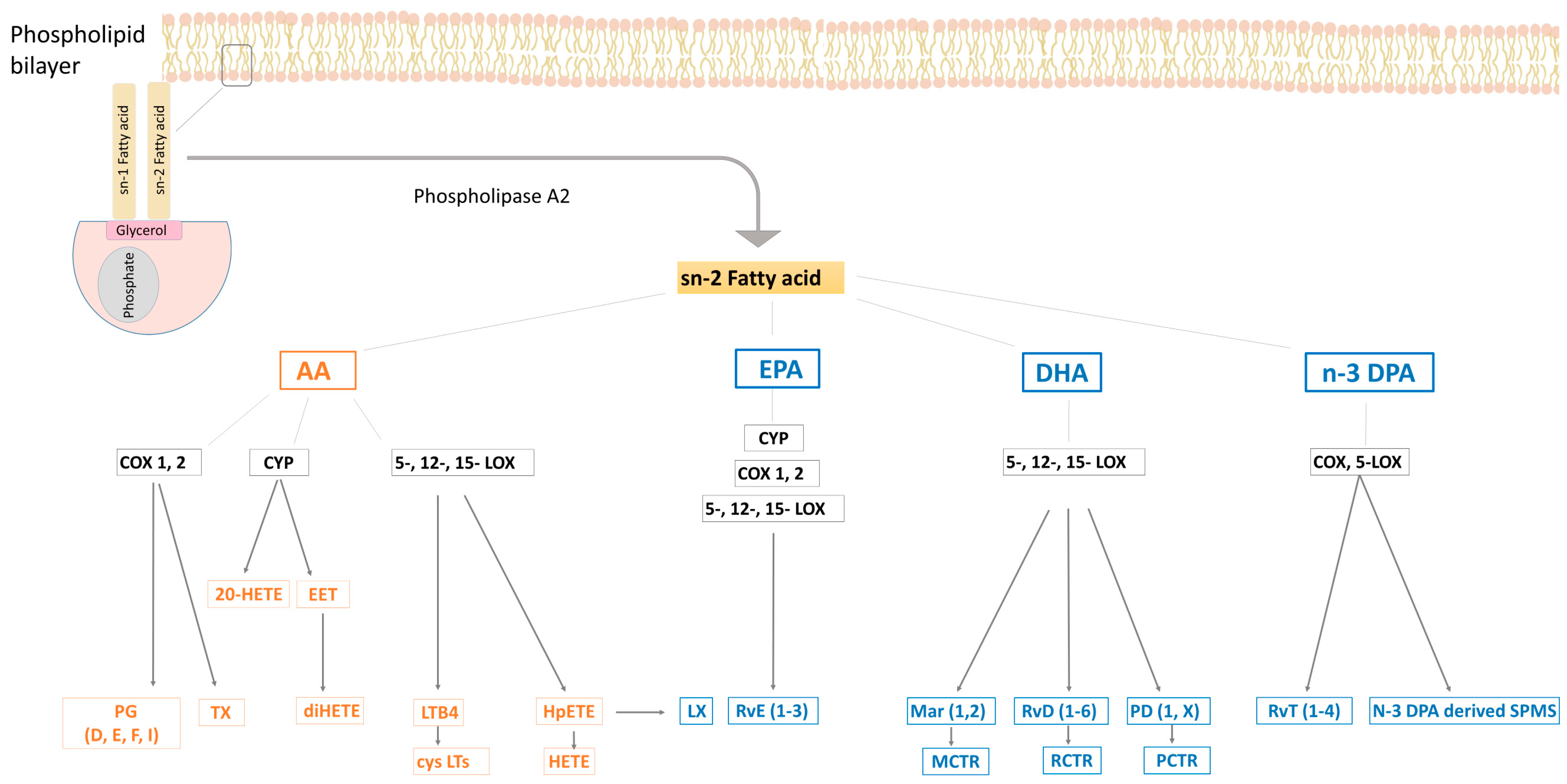 Nutrients 15 00821 g002