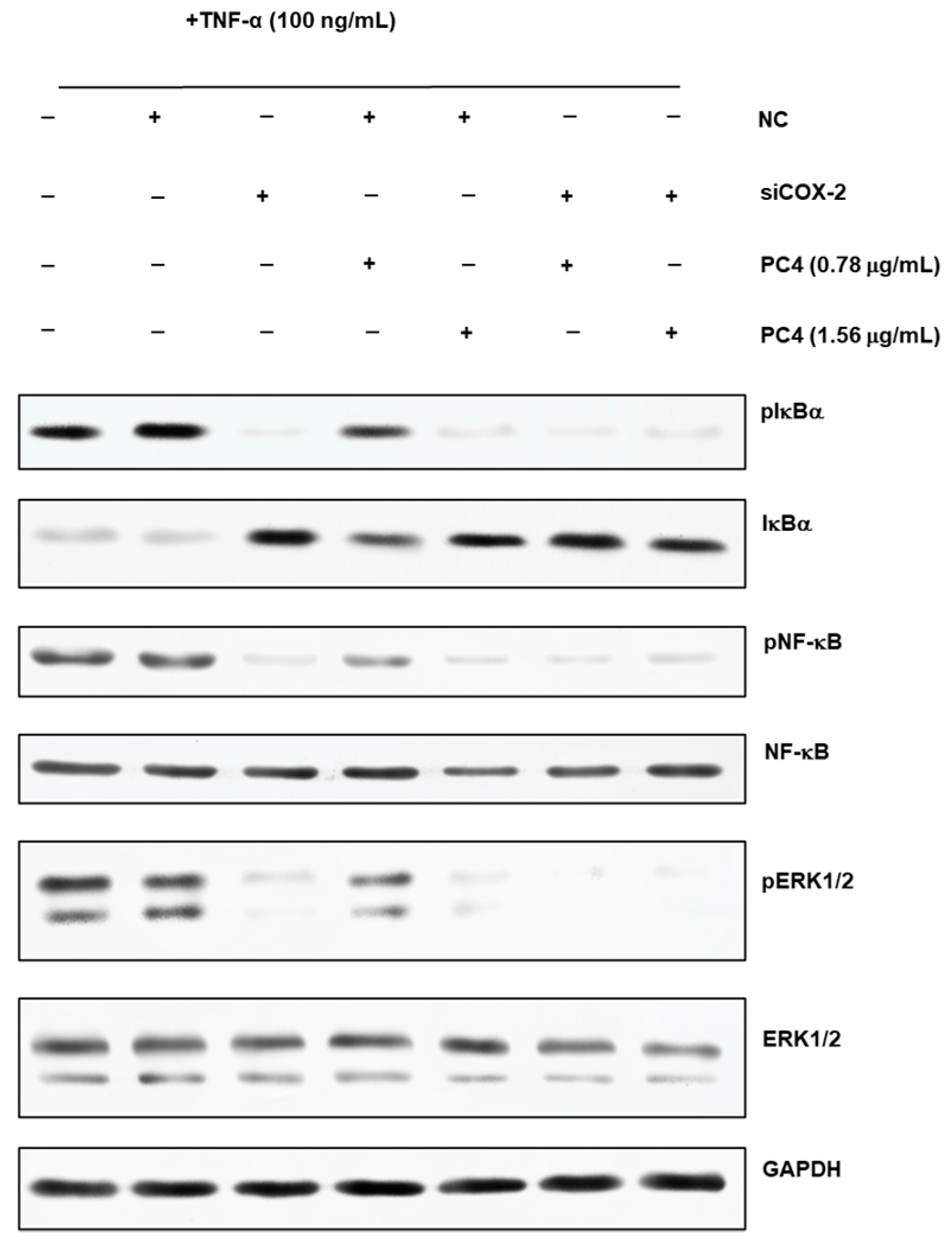 Nutrients 15 00883 g006 Nutrients 15 00883 g006