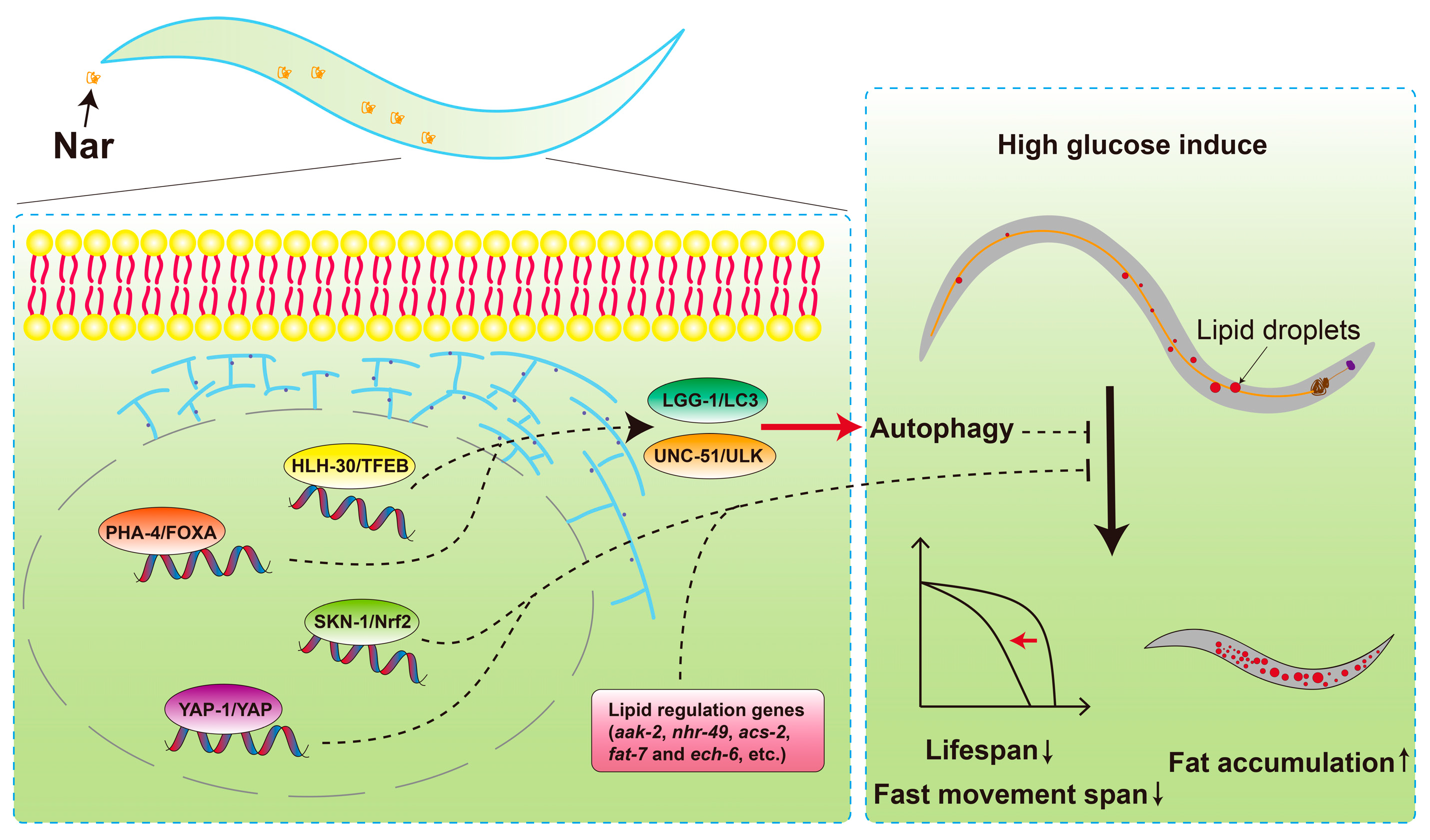 Nutrients 15 00907 g009