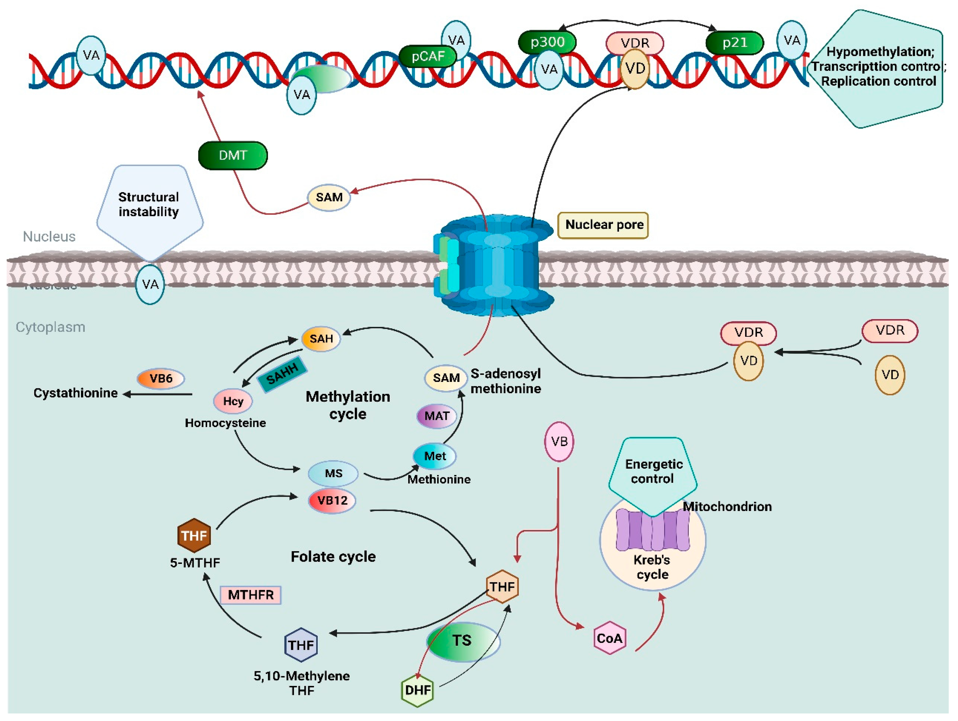 Nutrients 15 00970 g001 Nutrients 15 00970 g001