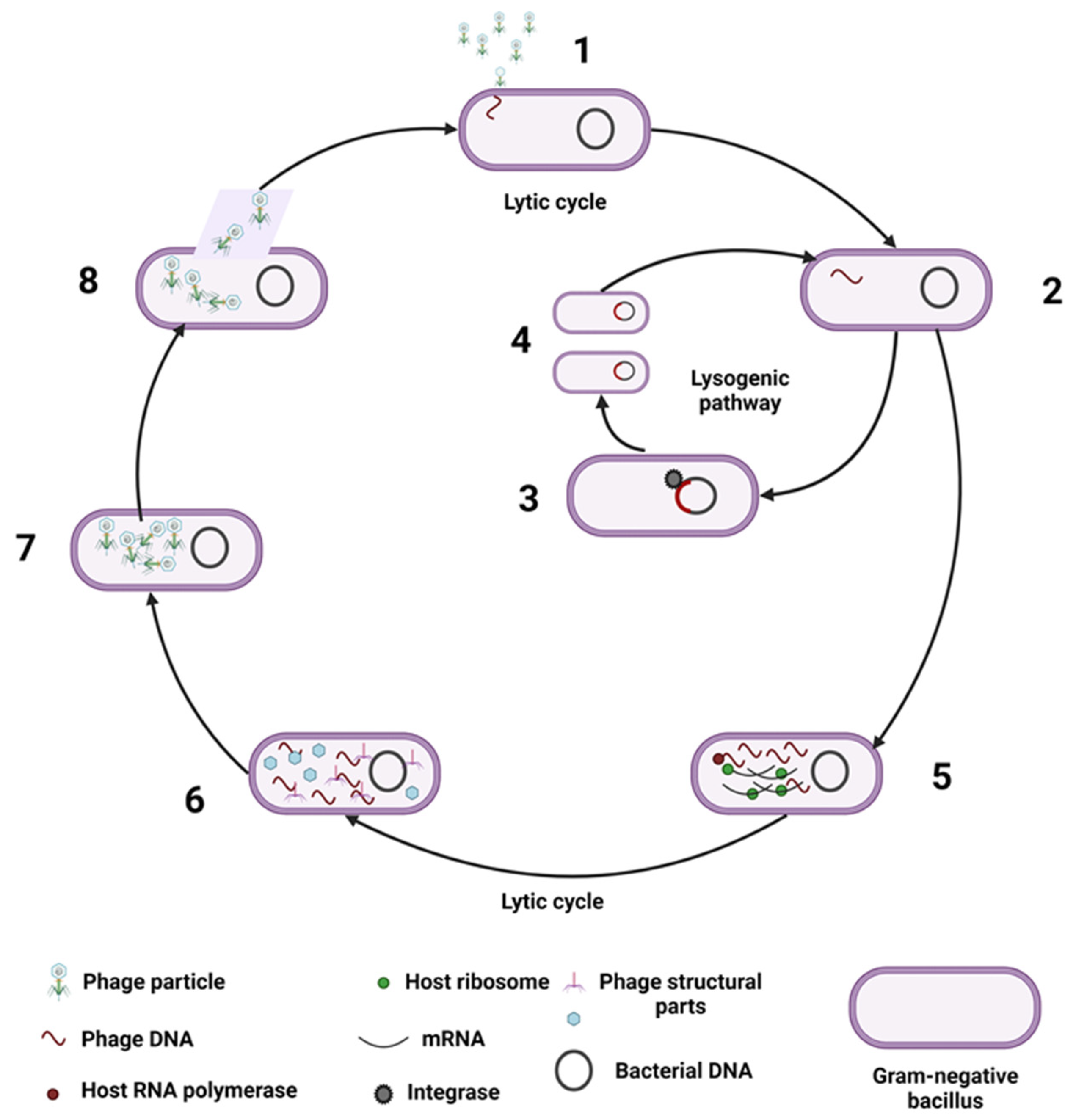 Nutrients 15 00977 g001
