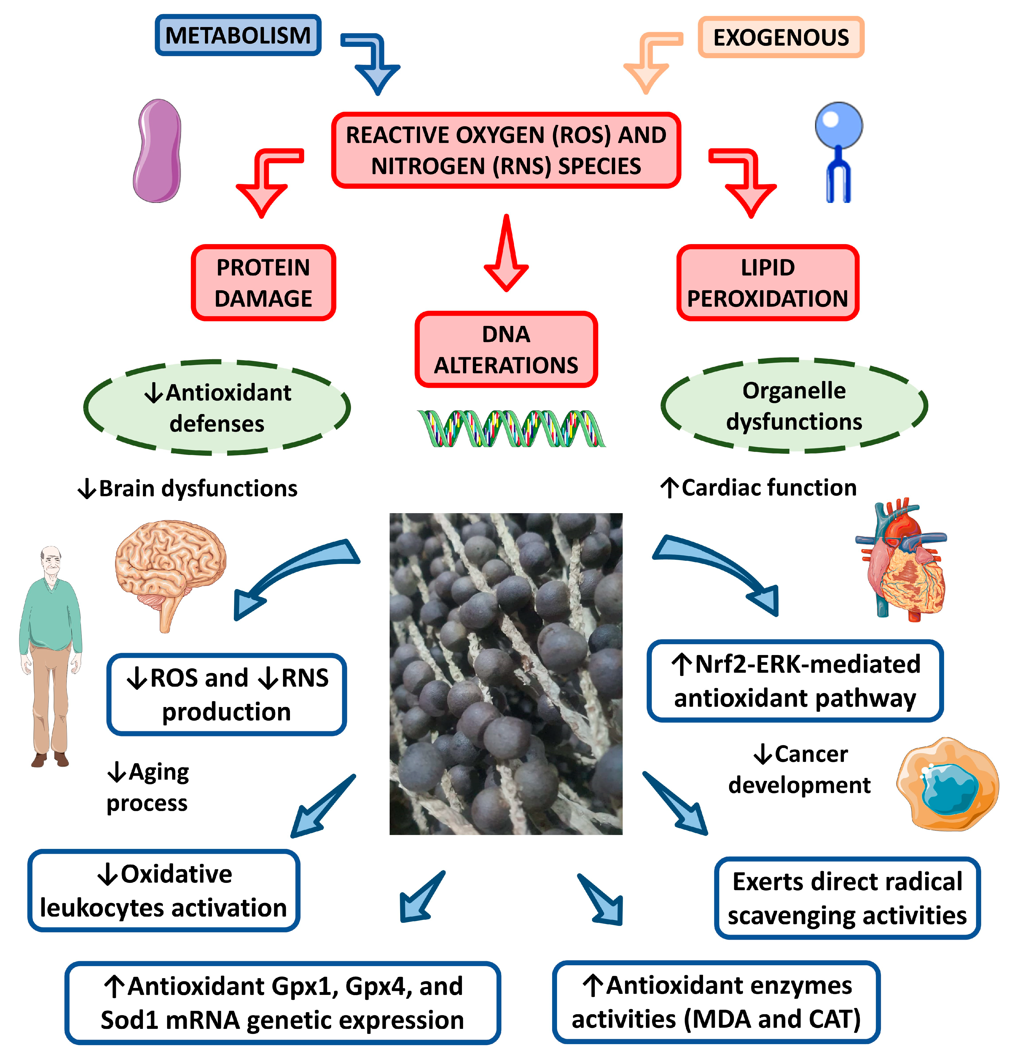 Nutrients 15 00989 g008