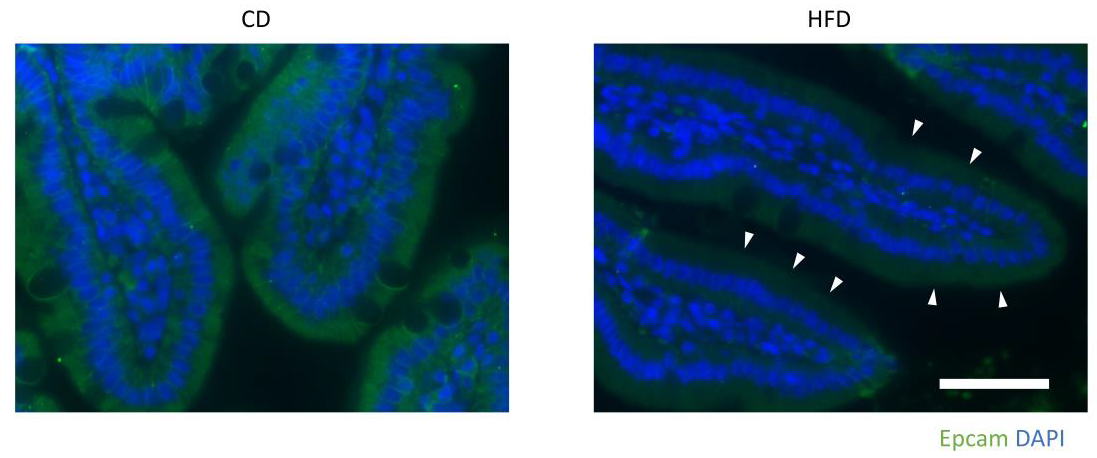 Nutrients 15 01473 g008