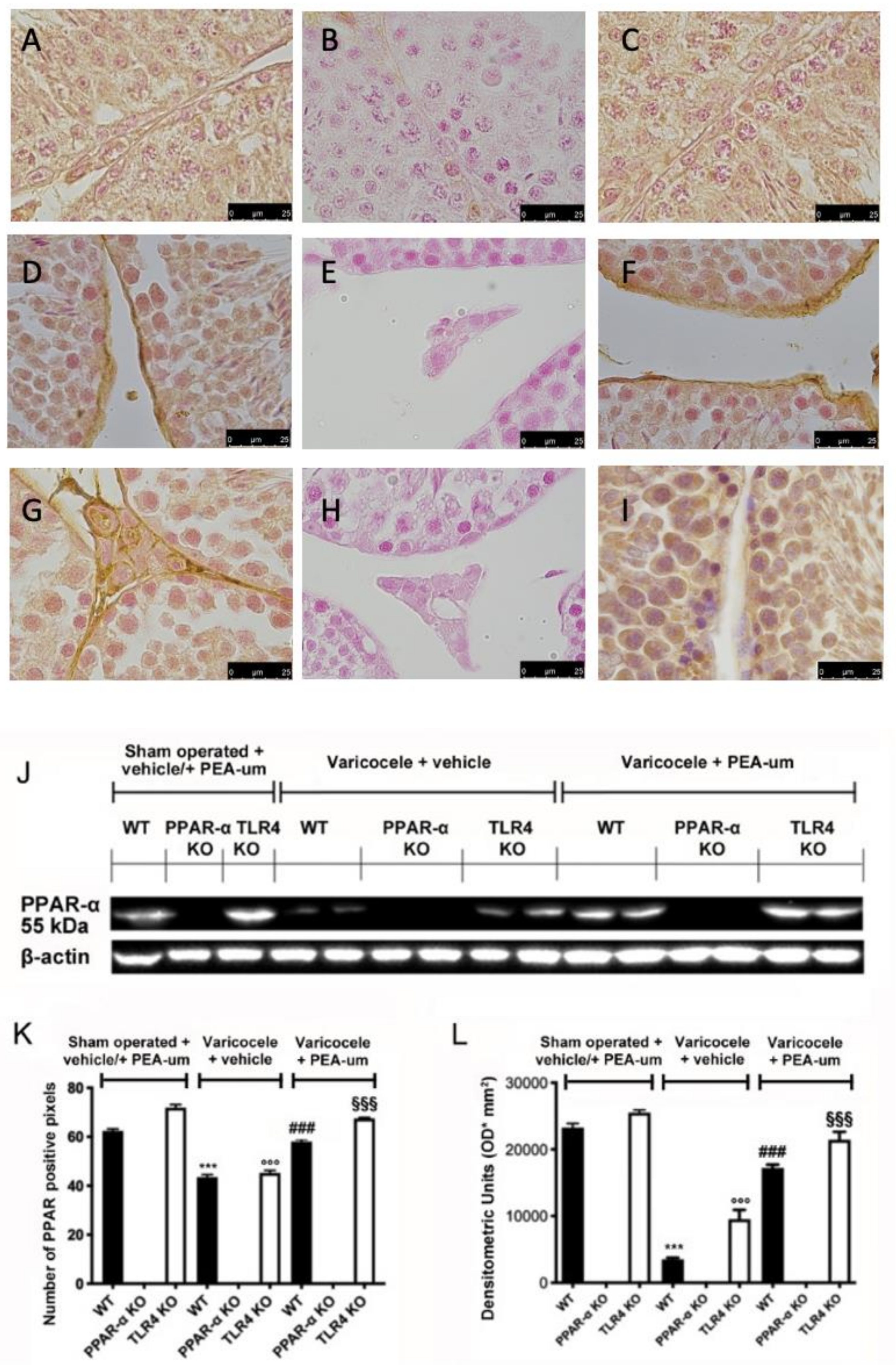 Nutrients 15 01662 g002 Nutrients 15 01662 g002
