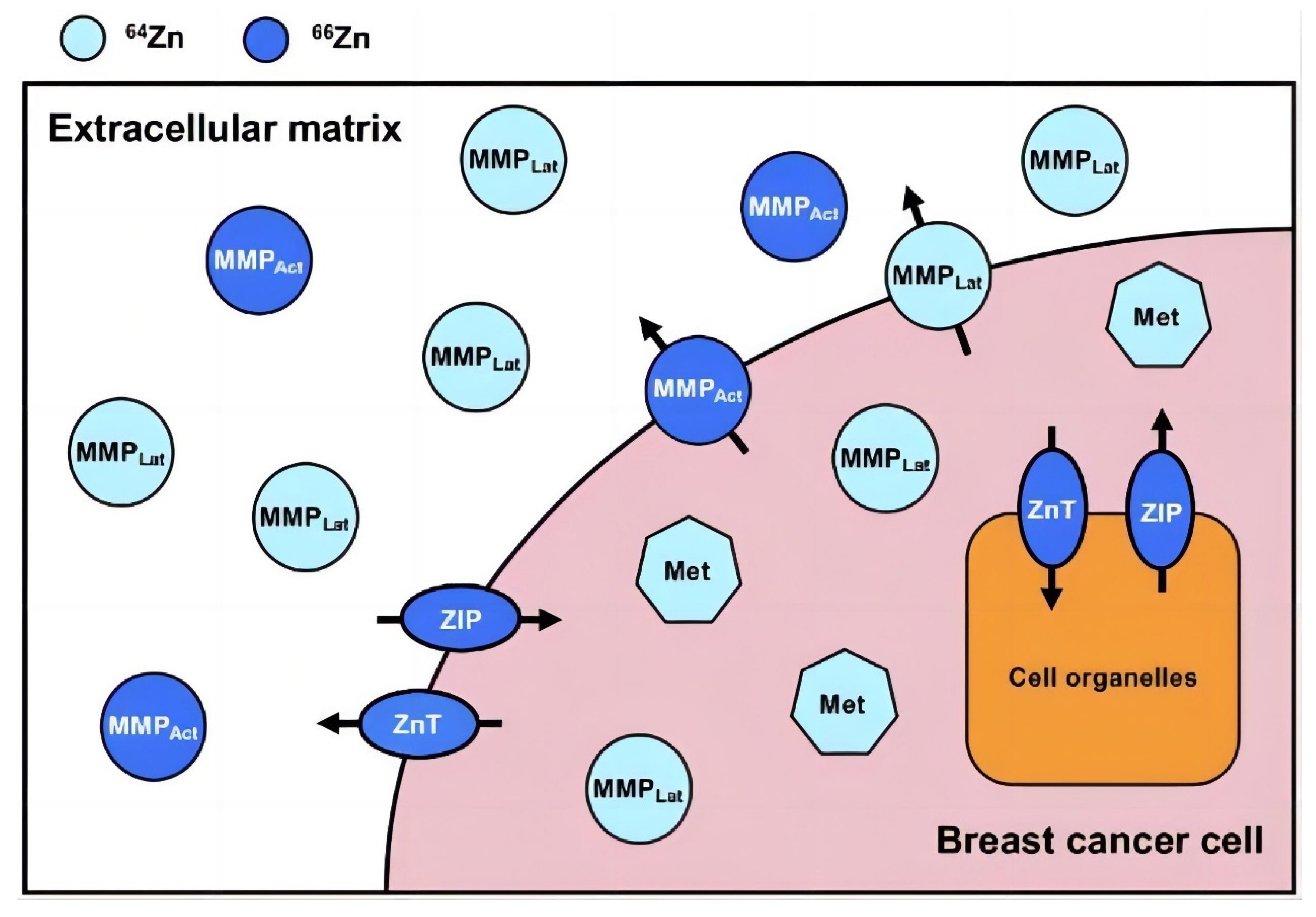 Nutrients 15 01703 g002